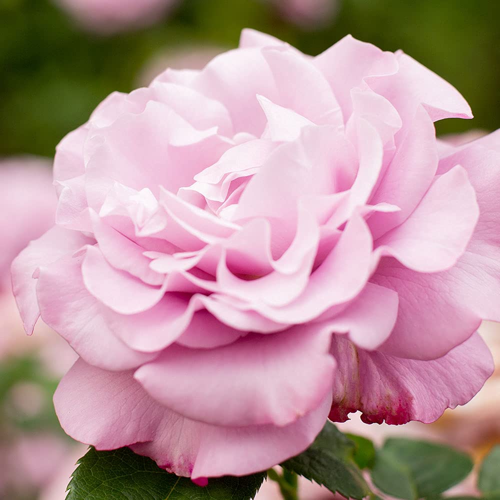 Heirloom Roses Neptune™ Purple Hybrid Tea Rose Bush - Live Outdoor Plant for Gardens, Landscaping & Home Decor