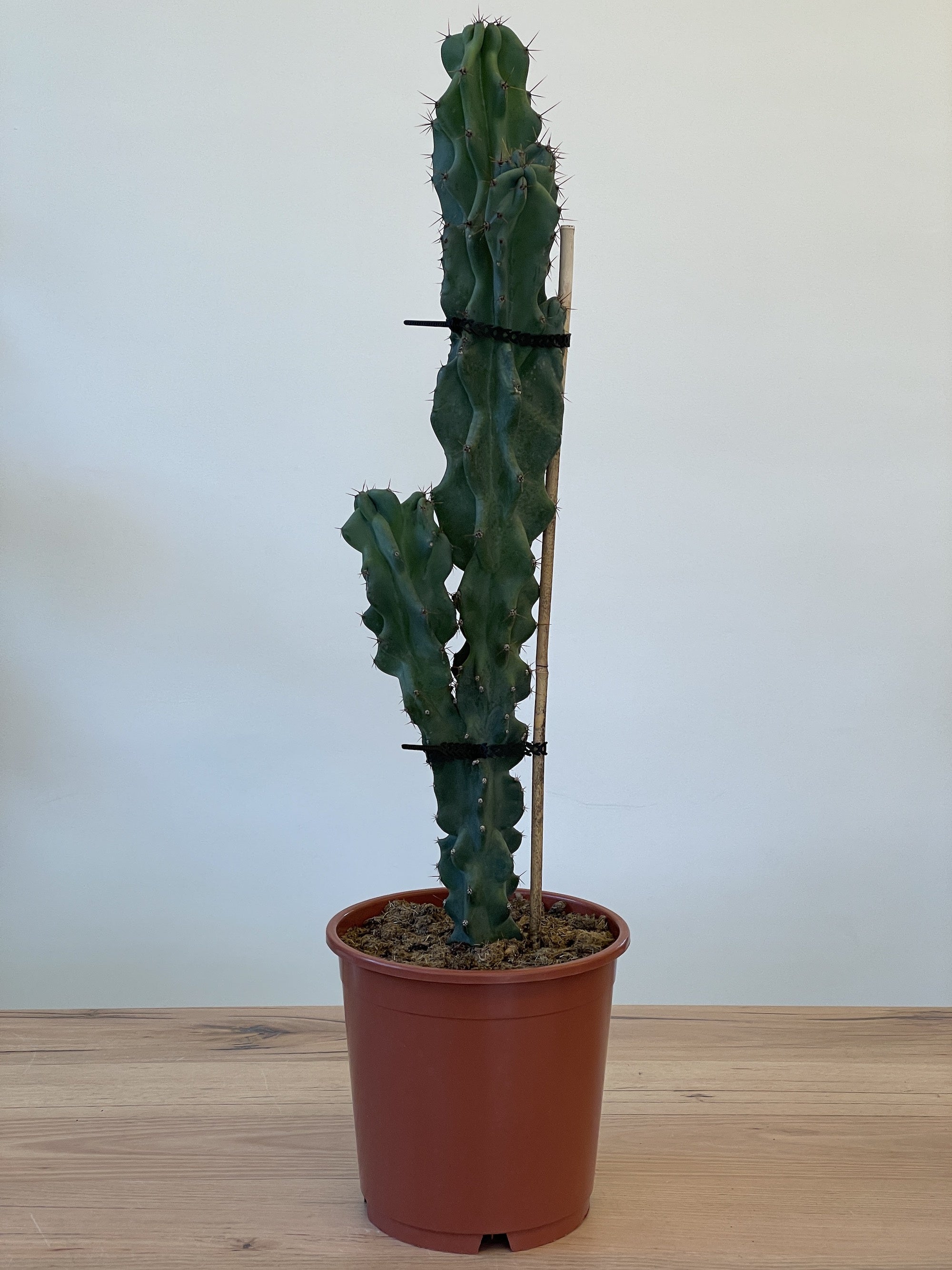 Buy Rare Cereus Peruvianus Monstrose Cactus - Unique Indoor/Outdoor Plant for Home Decor & Gardening Gifts