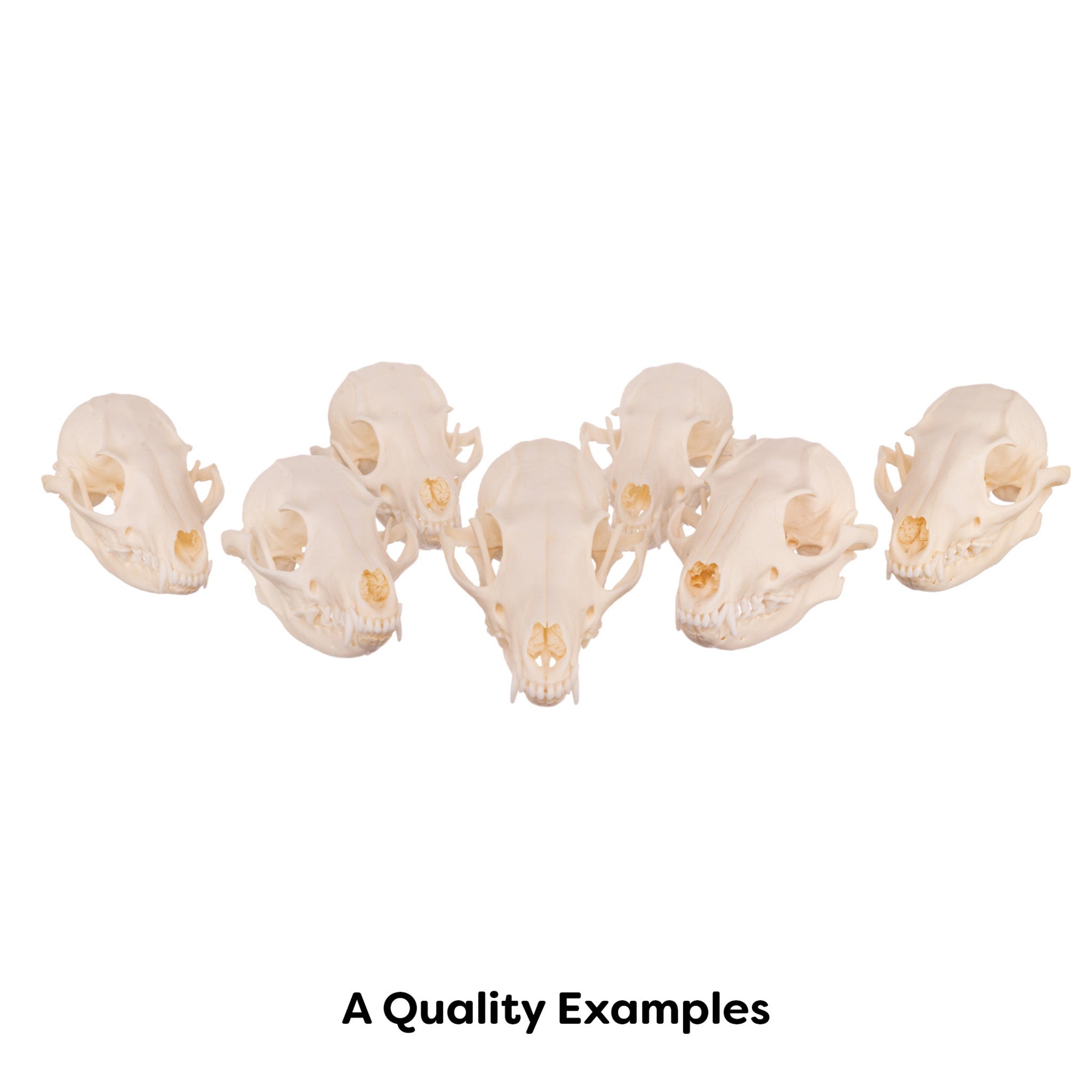 Authentic Gray Fox Skull - Taxidermy Specimen for Collectors, Science Education & Home Decor - Perfect for Gothic Decor, Biology Studies & Oddity Collections