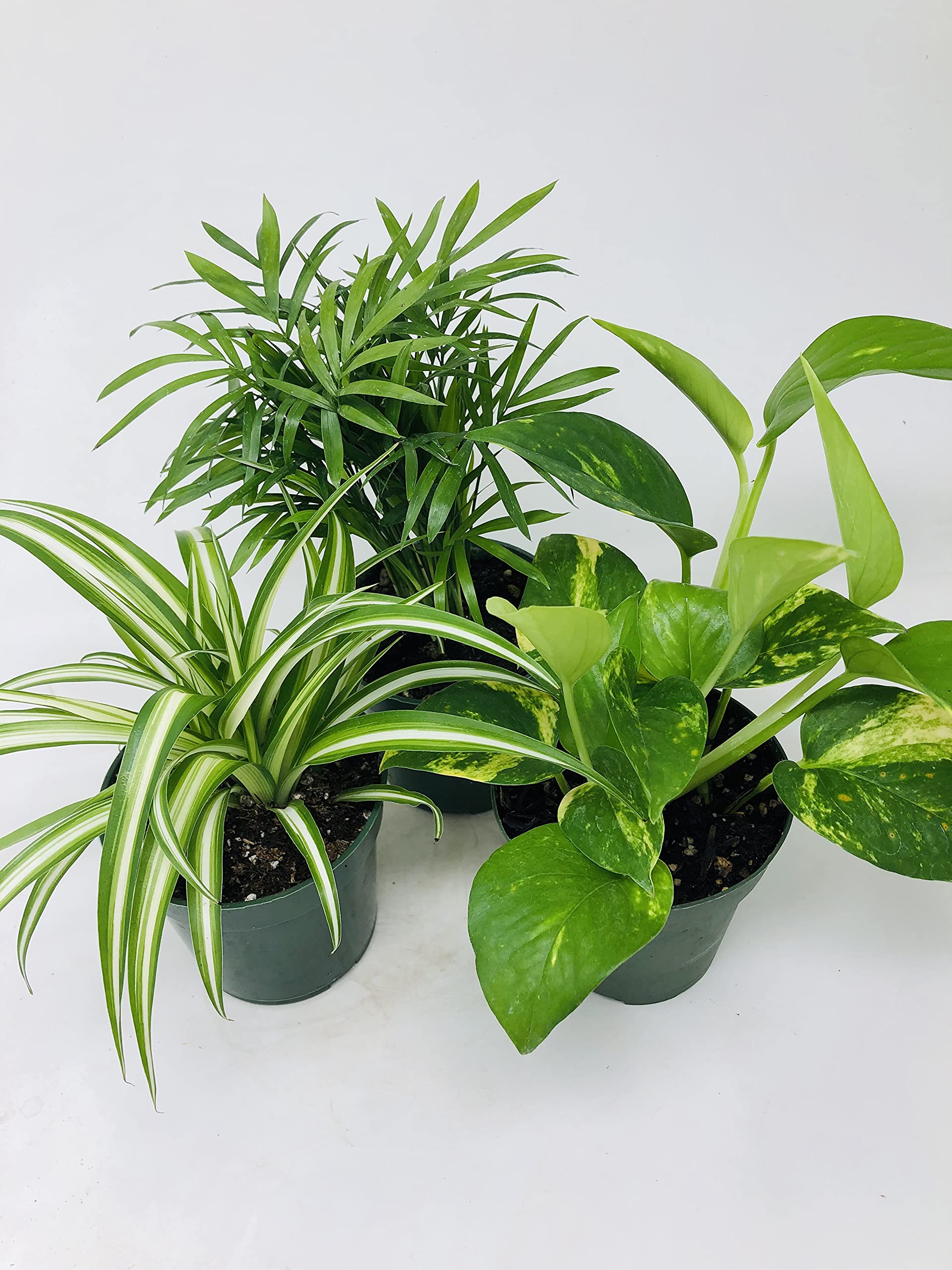 JMBAMBOO All Seasons Indoor Plants Collection - Spider Plant, Parlor Palm, Golden Pothos (Devil's Ivy) - Perfect for Home Decor, Office Plants & Air Purification