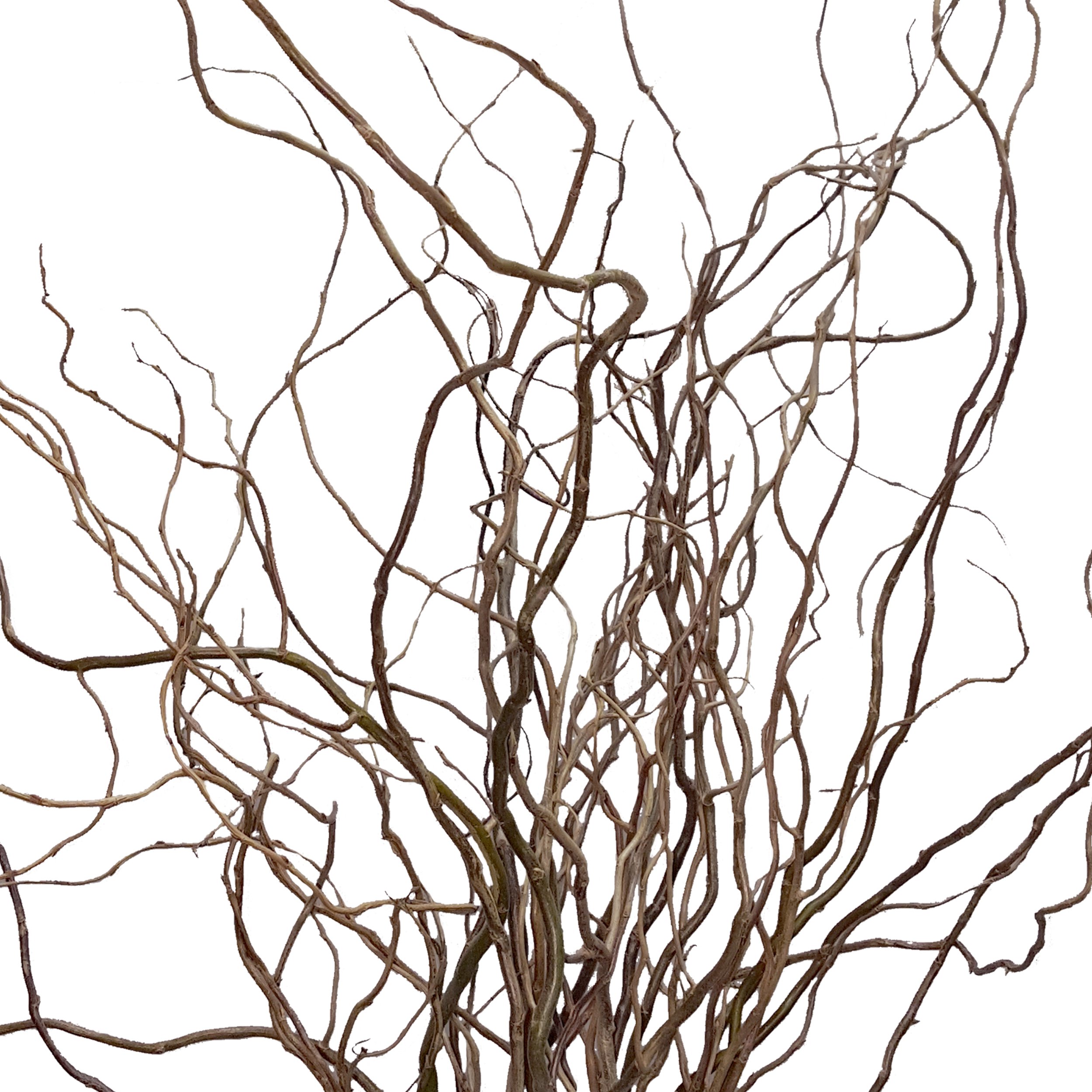 Farm Fresh Natural Curly Willow Tips - 150 Pack for Floral Arrangements, Wedding Decor, and DIY Crafts | Premium Dried Branches for Home Decor and Centerpieces