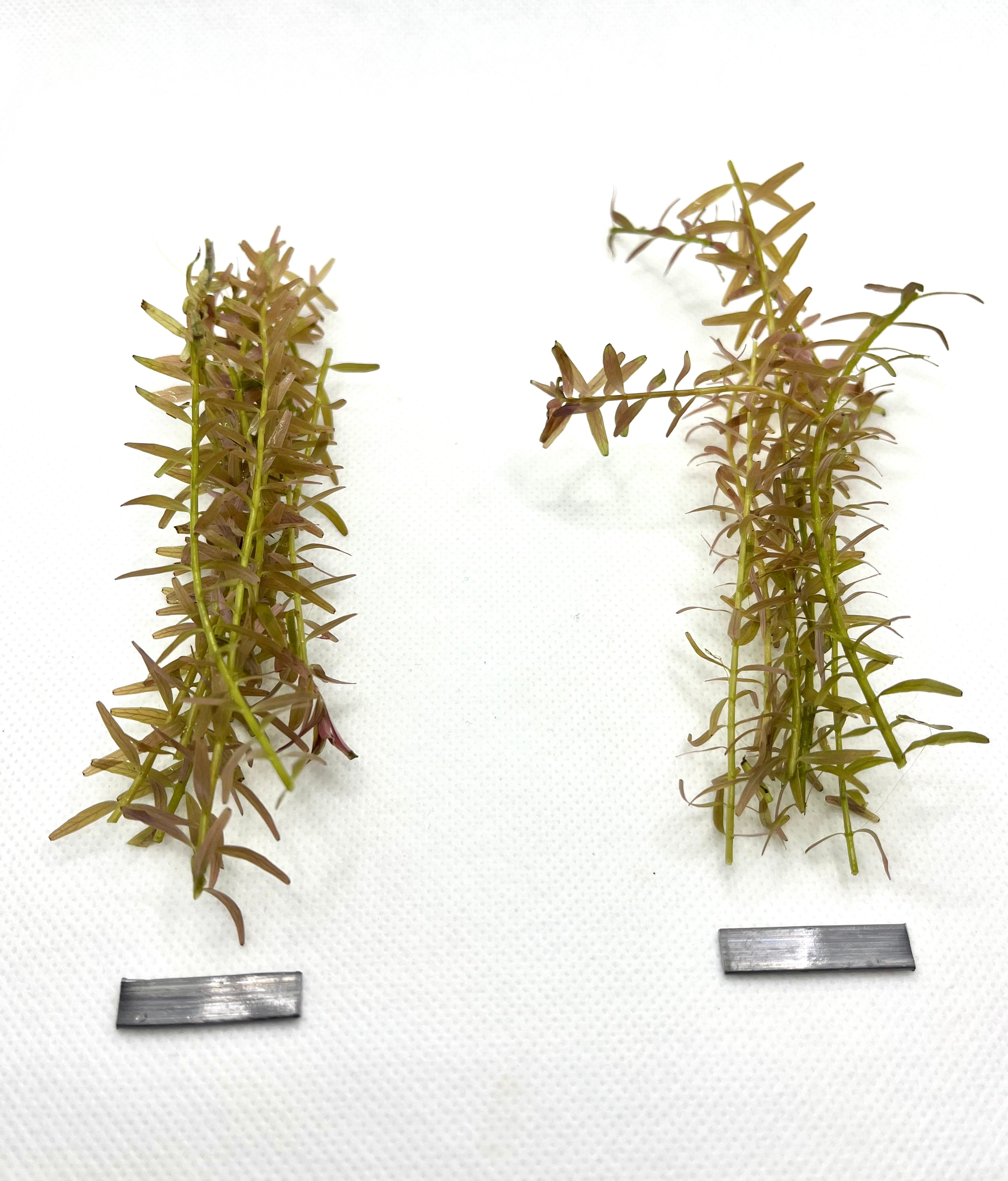 10 Live Rotala Stems Bundle - Vibrant Aquatic Plants for Freshwater Aquariums | Perfect for Fish Tanks, Aquascaping & Planted Aquariums