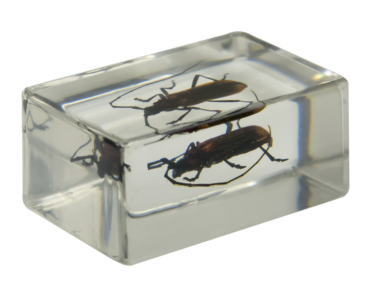 3D Bug Specimen Kit #1 - Realistic Insect Models for Science Education, Home Decor & Collectors | Perfect for Classroom, Kids Room & Nature Displays