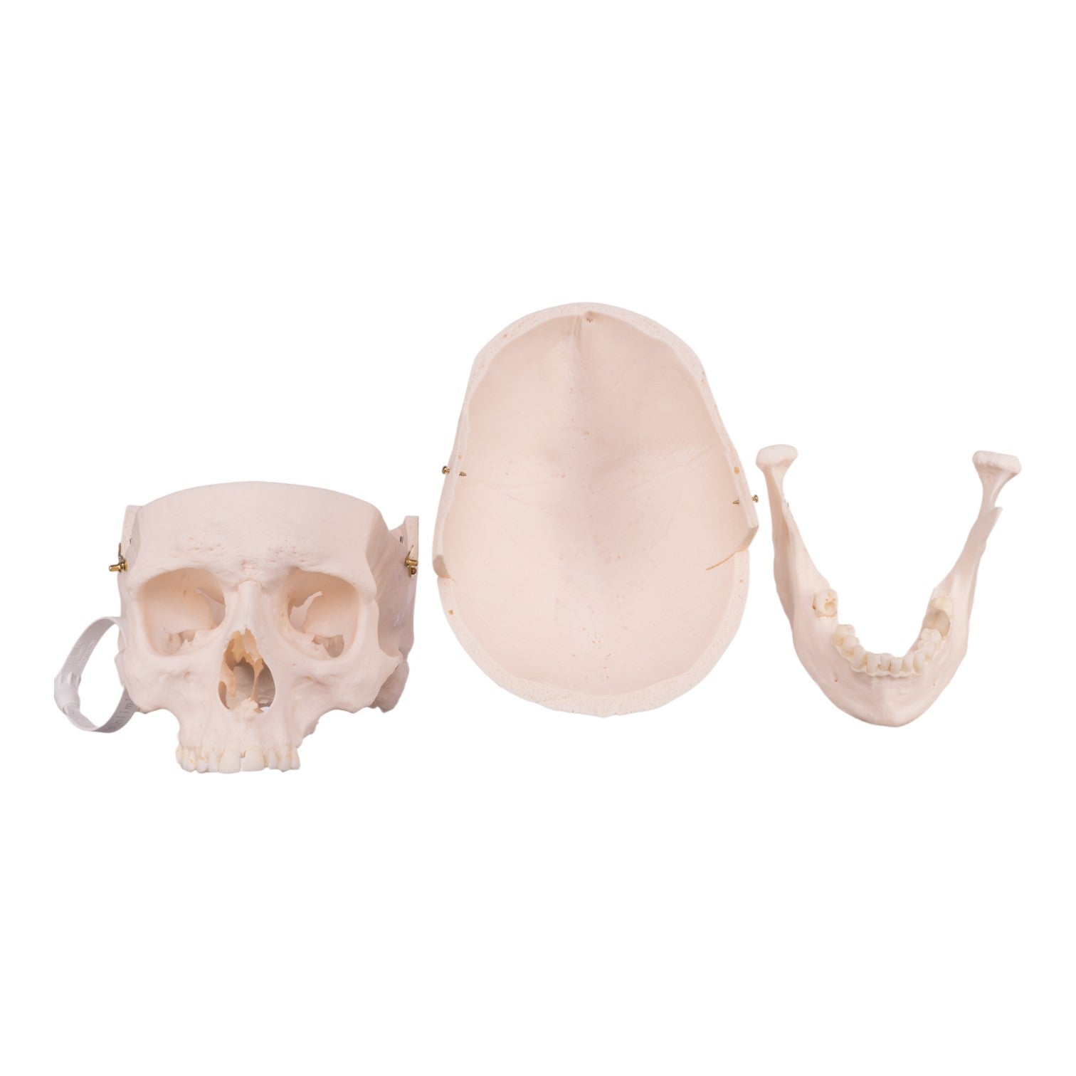 Authentic Human Skull Model for Medical Research & Education - Perfect for Anatomy Studies, Forensic Training & Halloween Decor