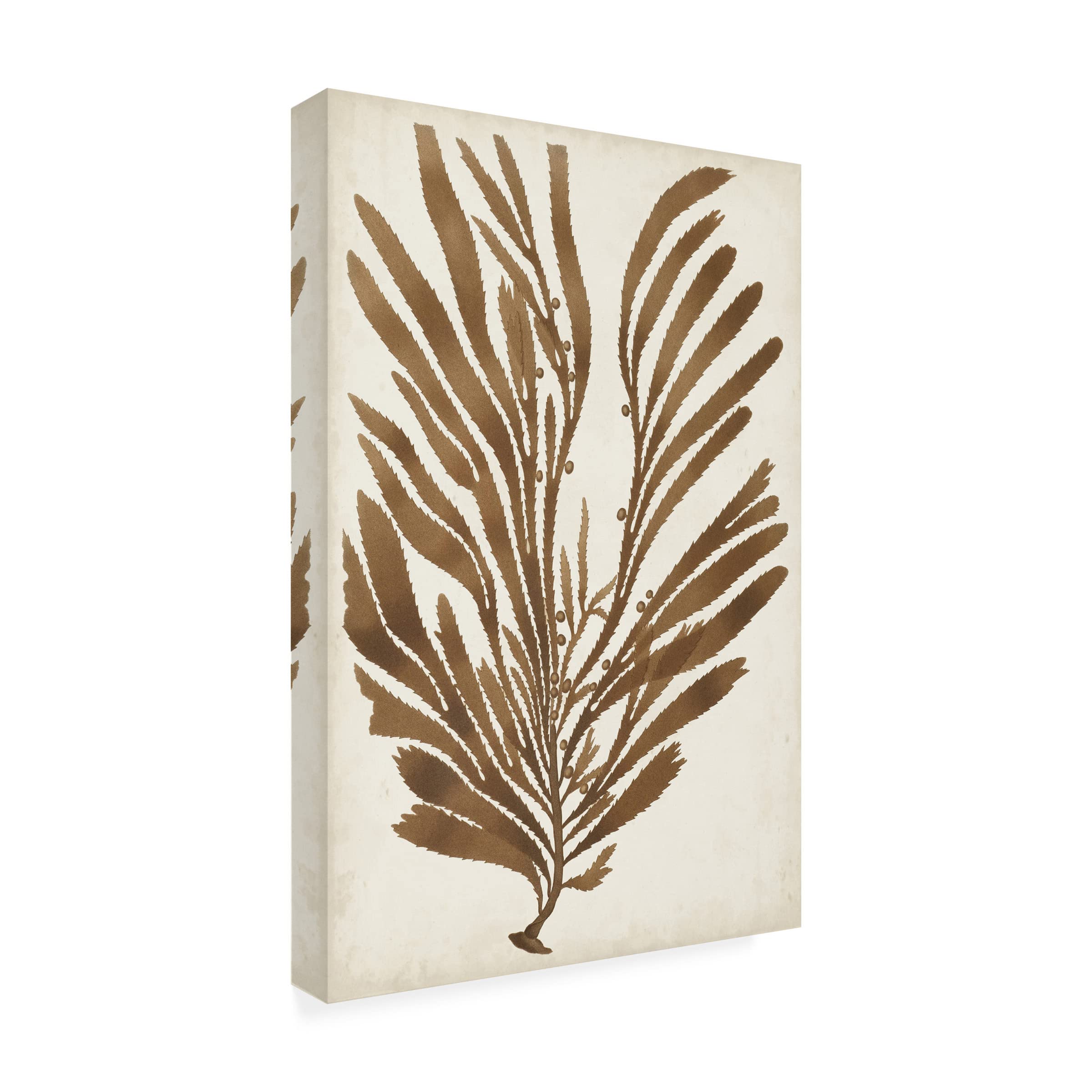 Trademark Fine Art 'Sepia Seaweed II' Canvas Wall Art Print by Vision Studio - Coastal Home Decor for Living Room, Bedroom & Office