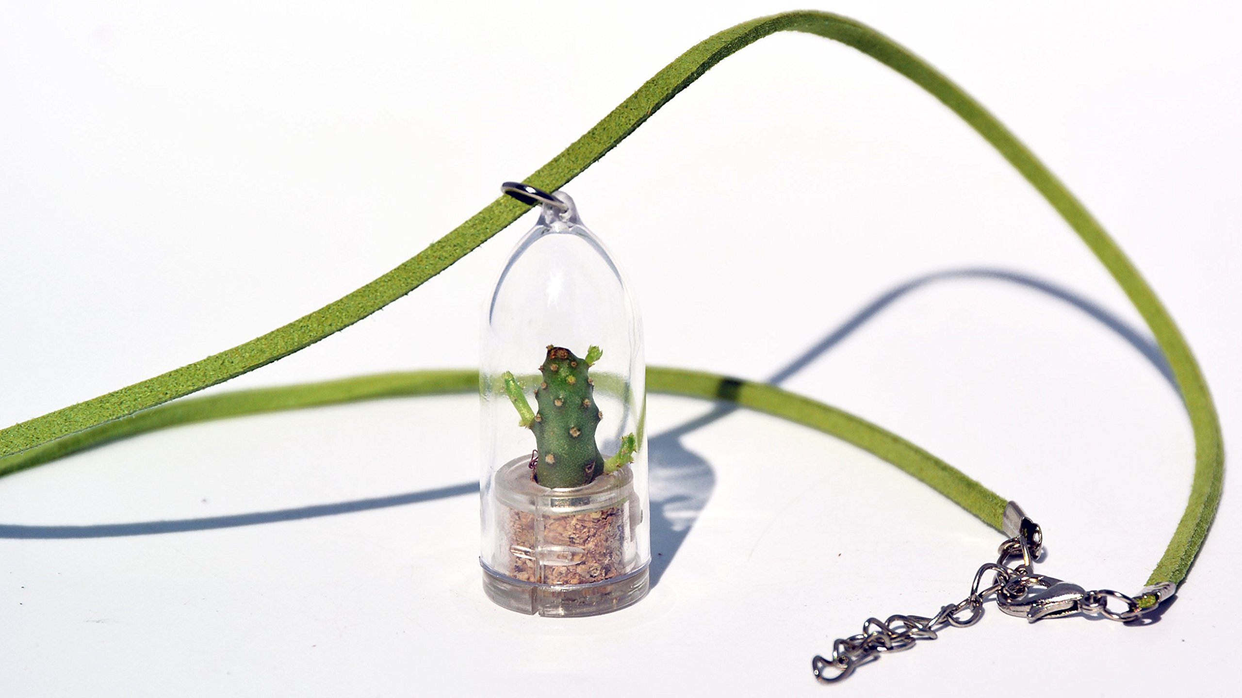 Live Baby Baobab Cactus Terrarium Necklace - Succulent Plant Pendant with 18