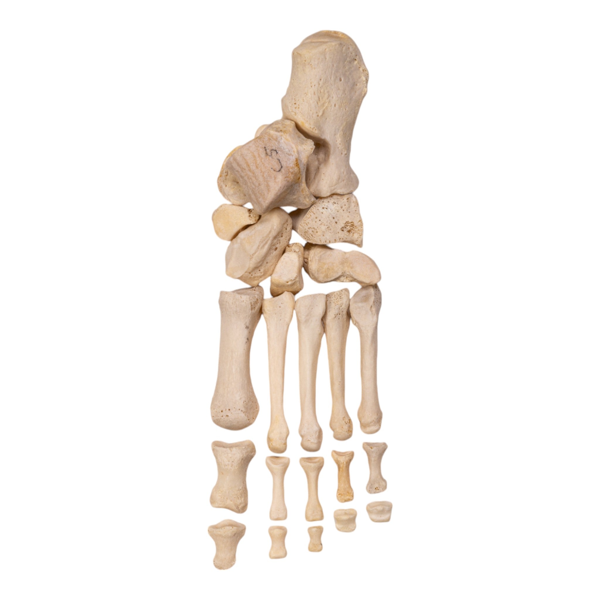Authentic Real Human Left Foot Partial - Ideal for Medical Training, Anatomy Studies & Halloween Props
