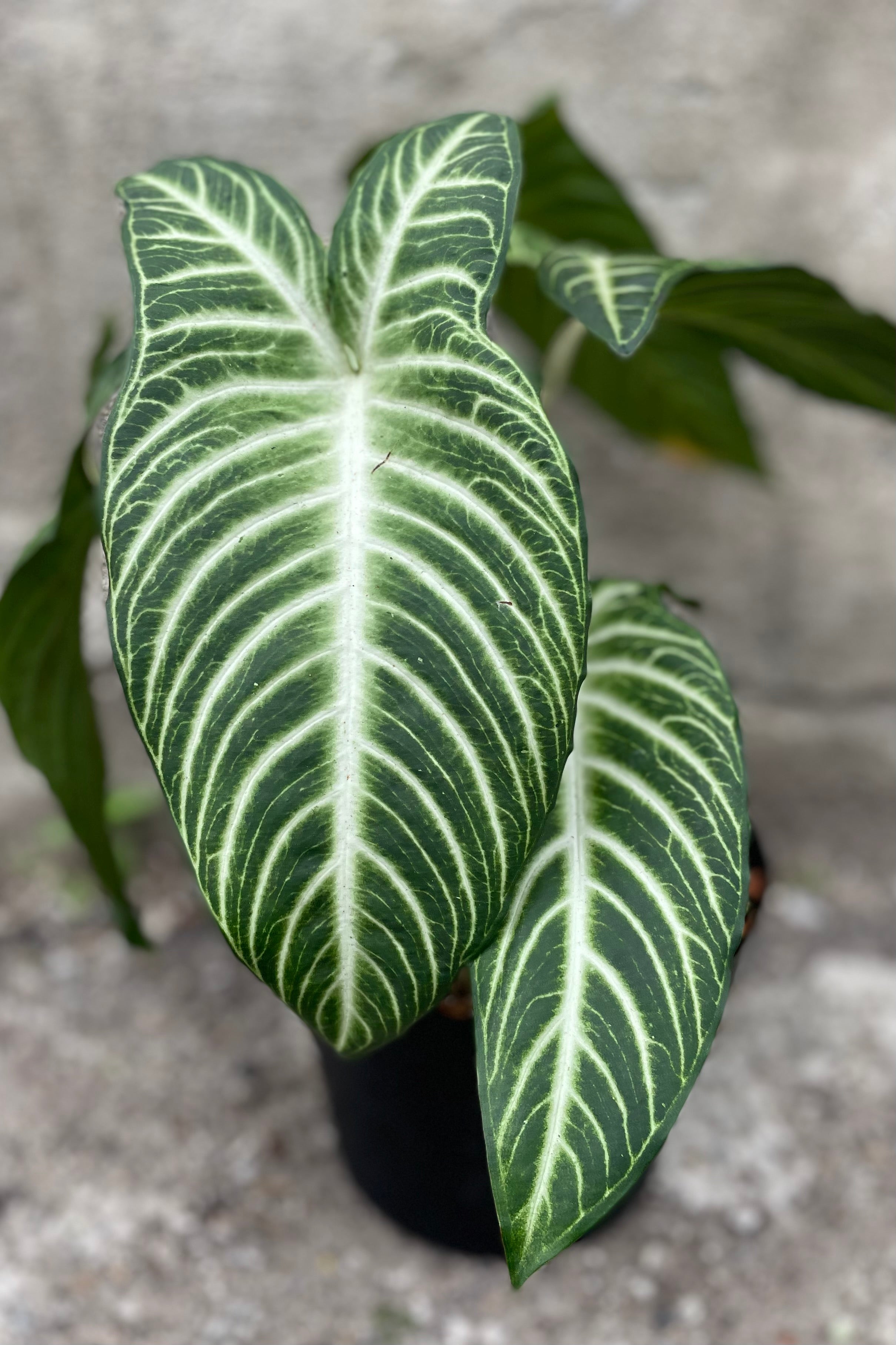 Caladium Lindenii (Angel Wings) - 8 Inch Live Plant for Indoor & Outdoor Decor | Perfect for Home, Office, and Garden Landscaping