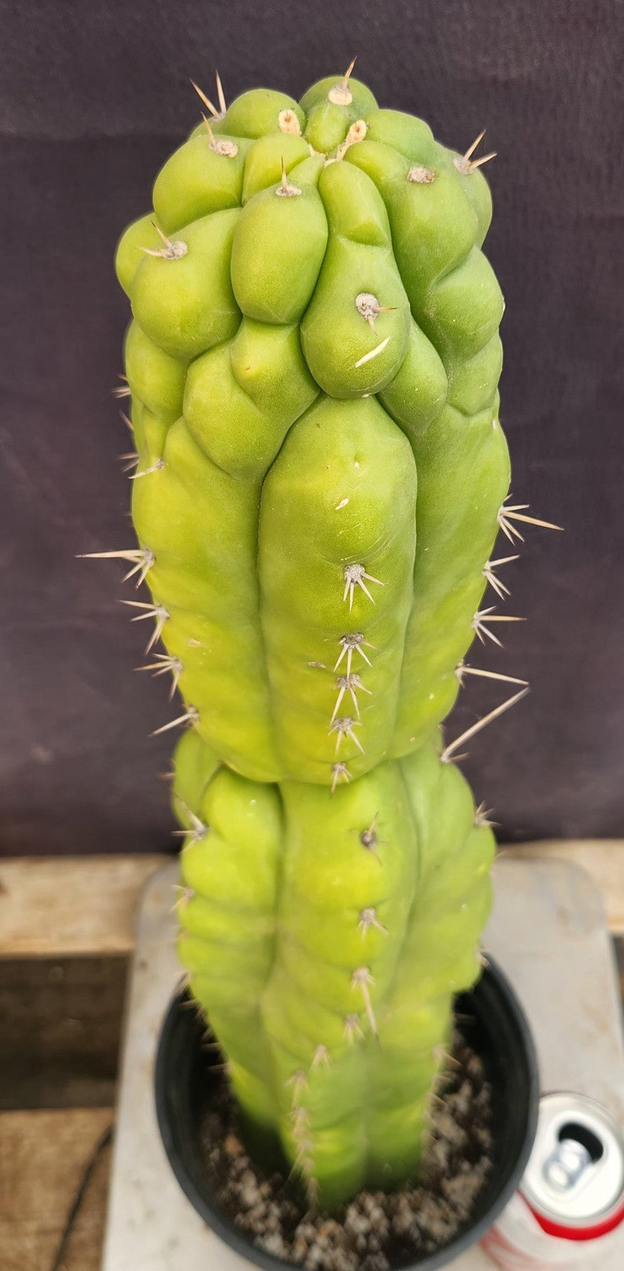 EC165 EXACT Trichocereus Pachanoi Monstrose - 19 Inch Ornamental Cactus for Home Decor, Office Plants & Desert Landscaping