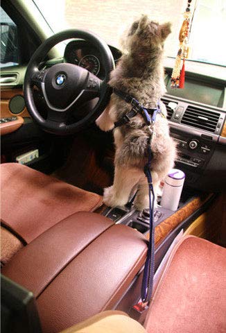 Adjustable Dog Seat Belt for Car Safety - Durable Nylon & Denim Pet Harness with Vehicle Lash Leads - Secure Travel for Small & Medium Dogs (Black) - Perfect for Road Trips & Daily Commutes