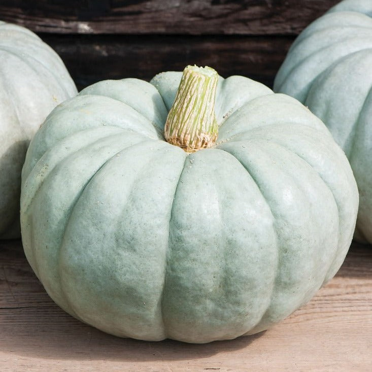 Organic Jarrahdale Blue Pumpkin Seeds for Planting - Heirloom Non-GMO, High Yield Garden Seeds for Home Gardening, Cooking & Fall Decorations