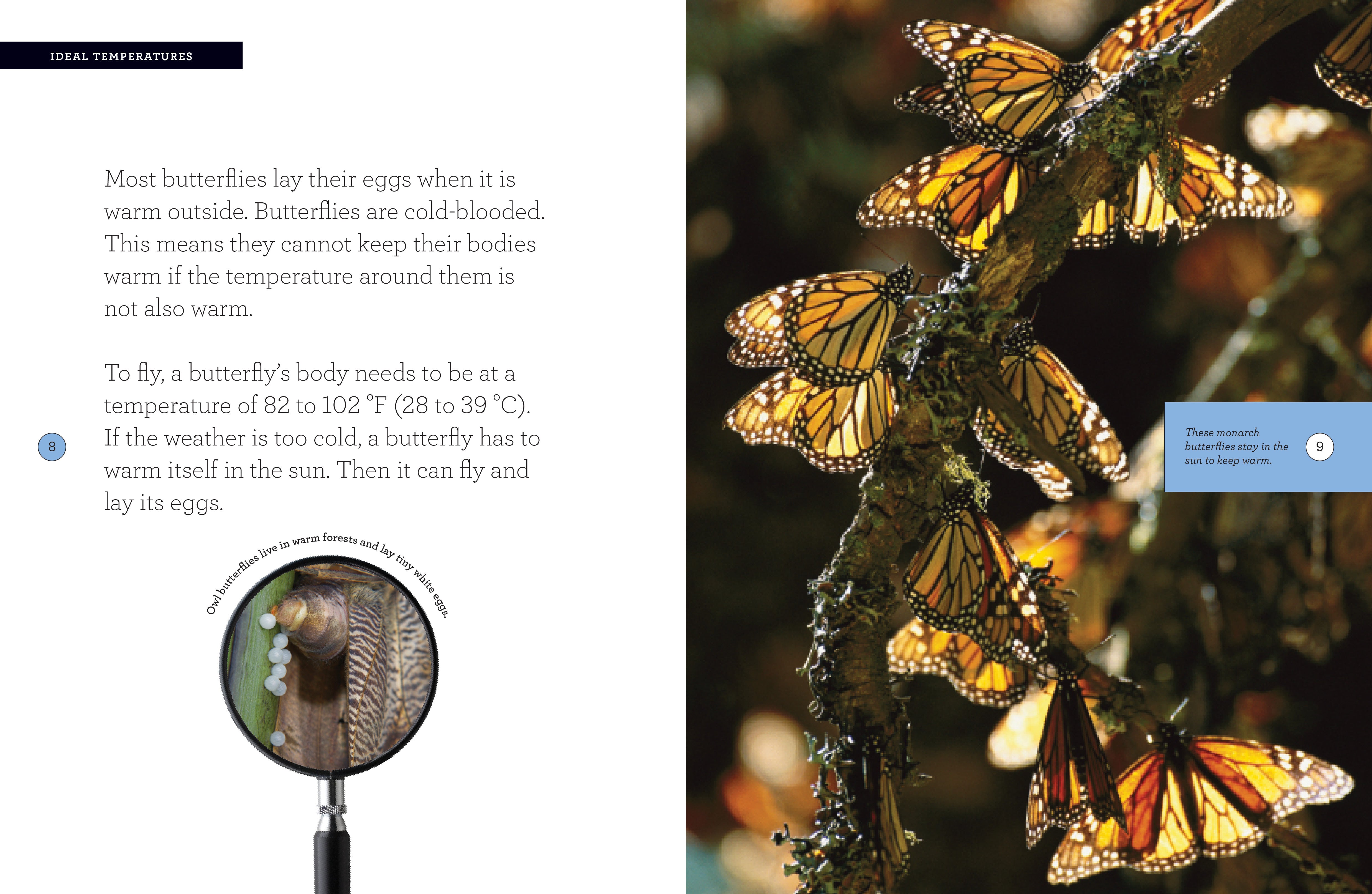 Butterfly 978 1 60818 215 2 - Premium Butterfly Book for Collectors & Nature Enthusiasts | Perfect for Home Decor, Gifts & Educational Use