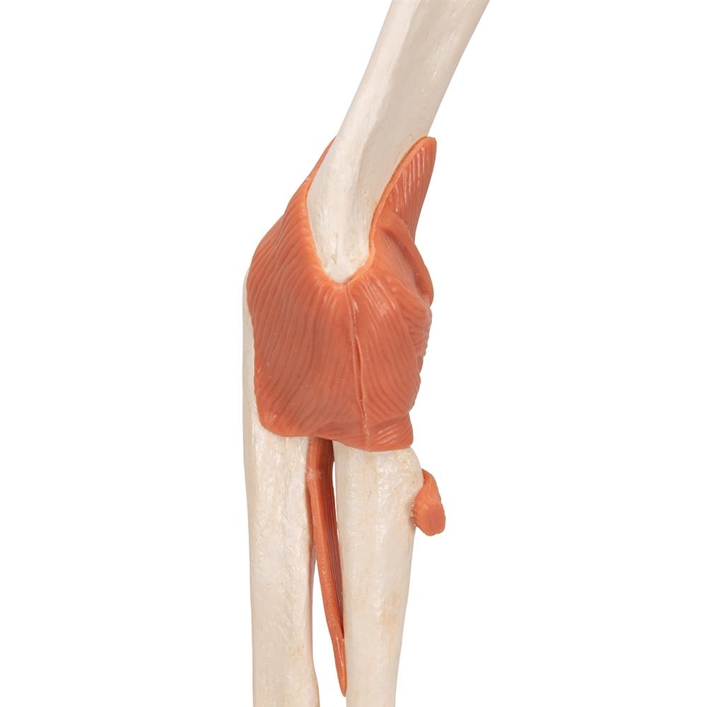 Premium Functional Elbow Joint Model - Anatomical Medical Demonstration Tool for Doctors, Students & Physical Therapists - Perfect for Classroom, Clinic & Home Study