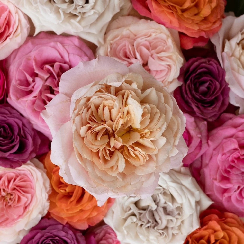 Wholesale Assorted Color Garden Roses - Fresh Cut Flowers for Weddings, Events & Home Decor