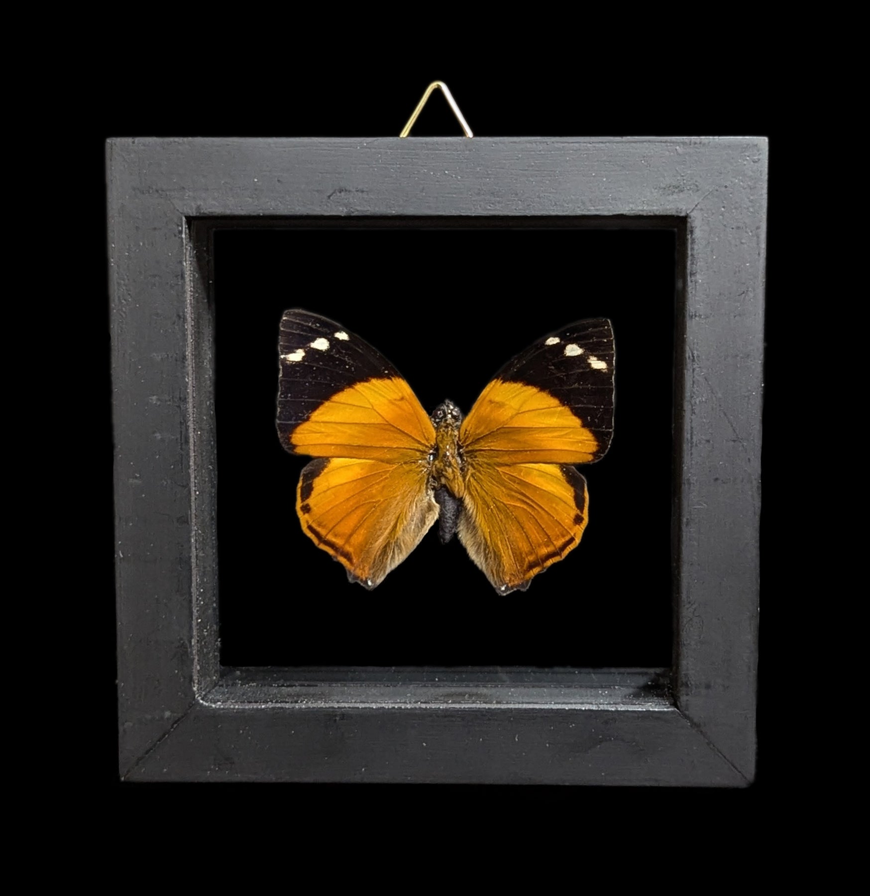 Double Glass Framed Butterfly Collection - Real Butterfly Specimens for Home Decor, Wall Art & Nature Lovers