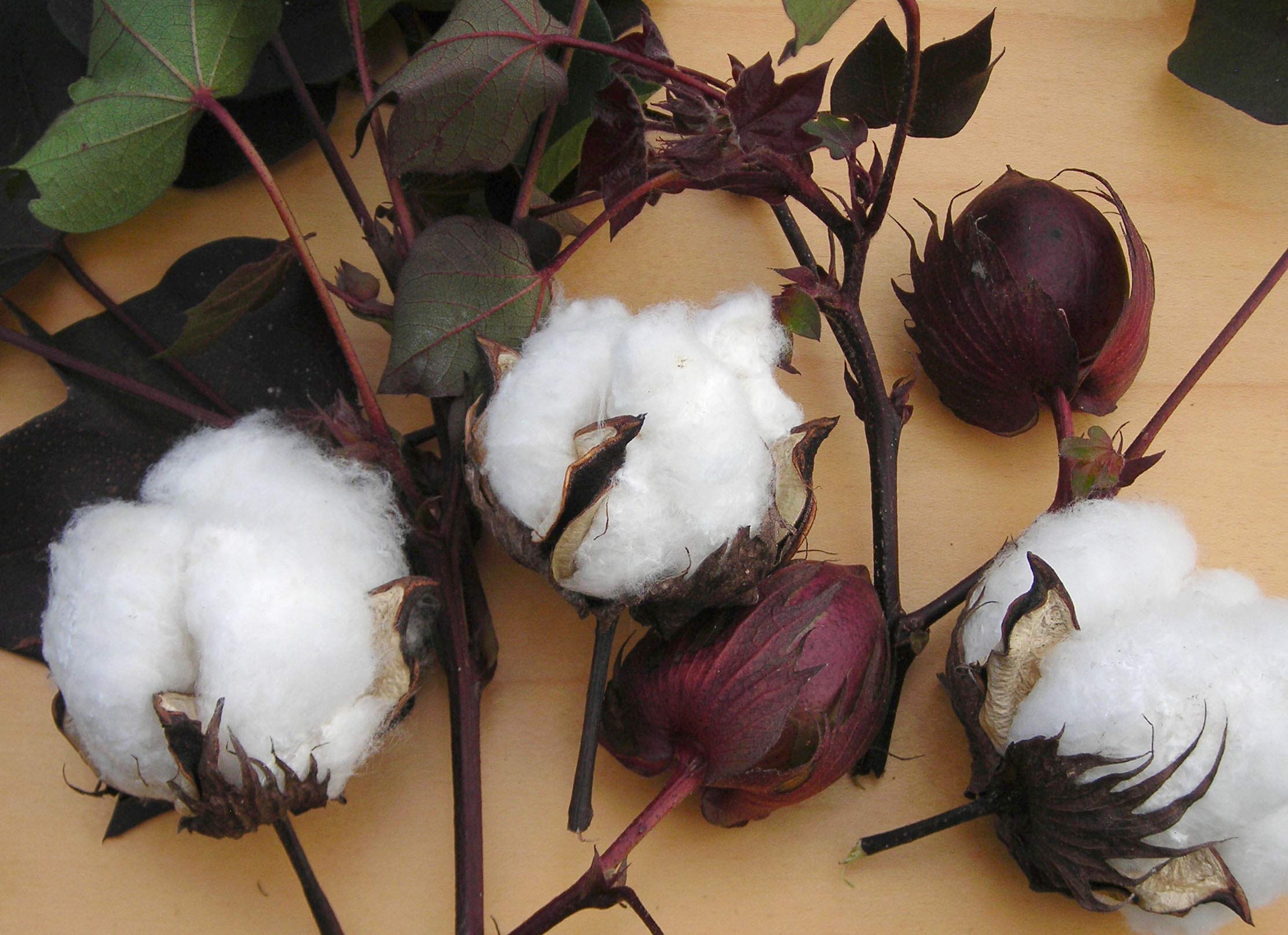 KVITER 25 White Cotton Seeds for Planting (Gossypium hirsutum) – Non-GMO Heirloom Cotton Plant Seeds for Home Garden, DIY Crafts & Fiber Production – Perfect for Indoor Pots, Backyard Gardens & Educational Projects