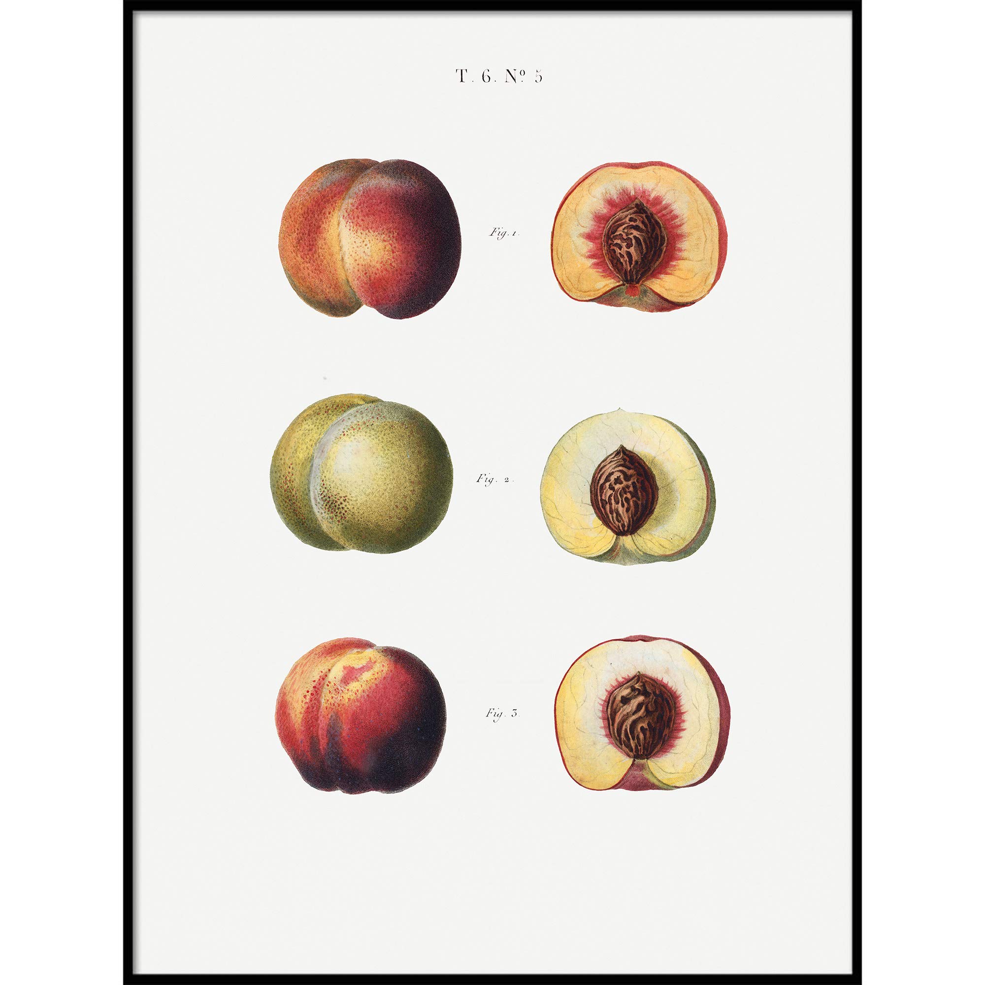 Vintage Peaches Print Botanical Poster - 9x11 Wall Art Decor for Kitchen, Dining Room & Farmhouse Style - Perfect for Home, Office & Gift
