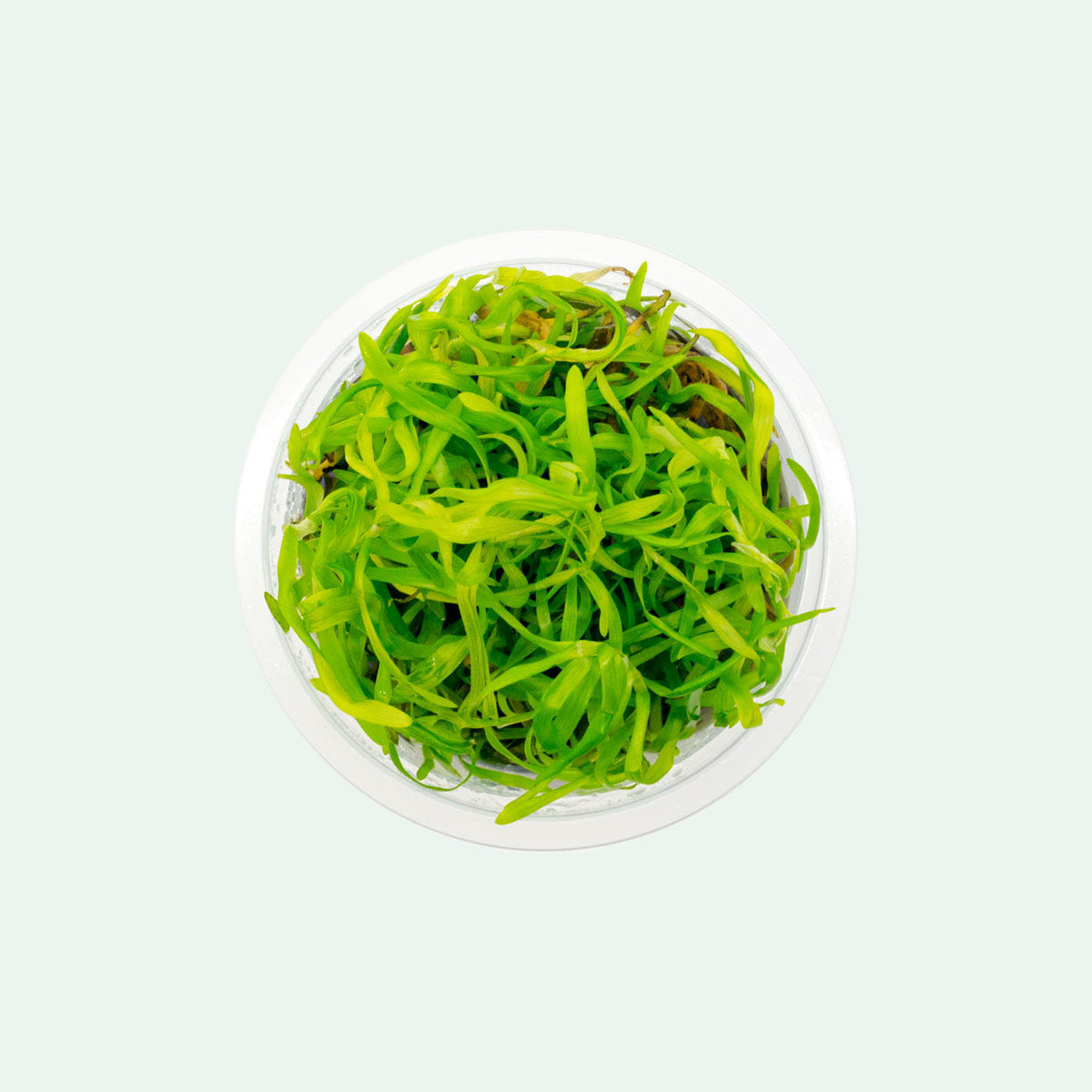 Heteranthera Zosterifolia Aquatic Plant - Freshwater Aquarium Decor for Fish Tanks | Perfect for Aquascaping, Shrimp Tanks & Natural Habitat Setup