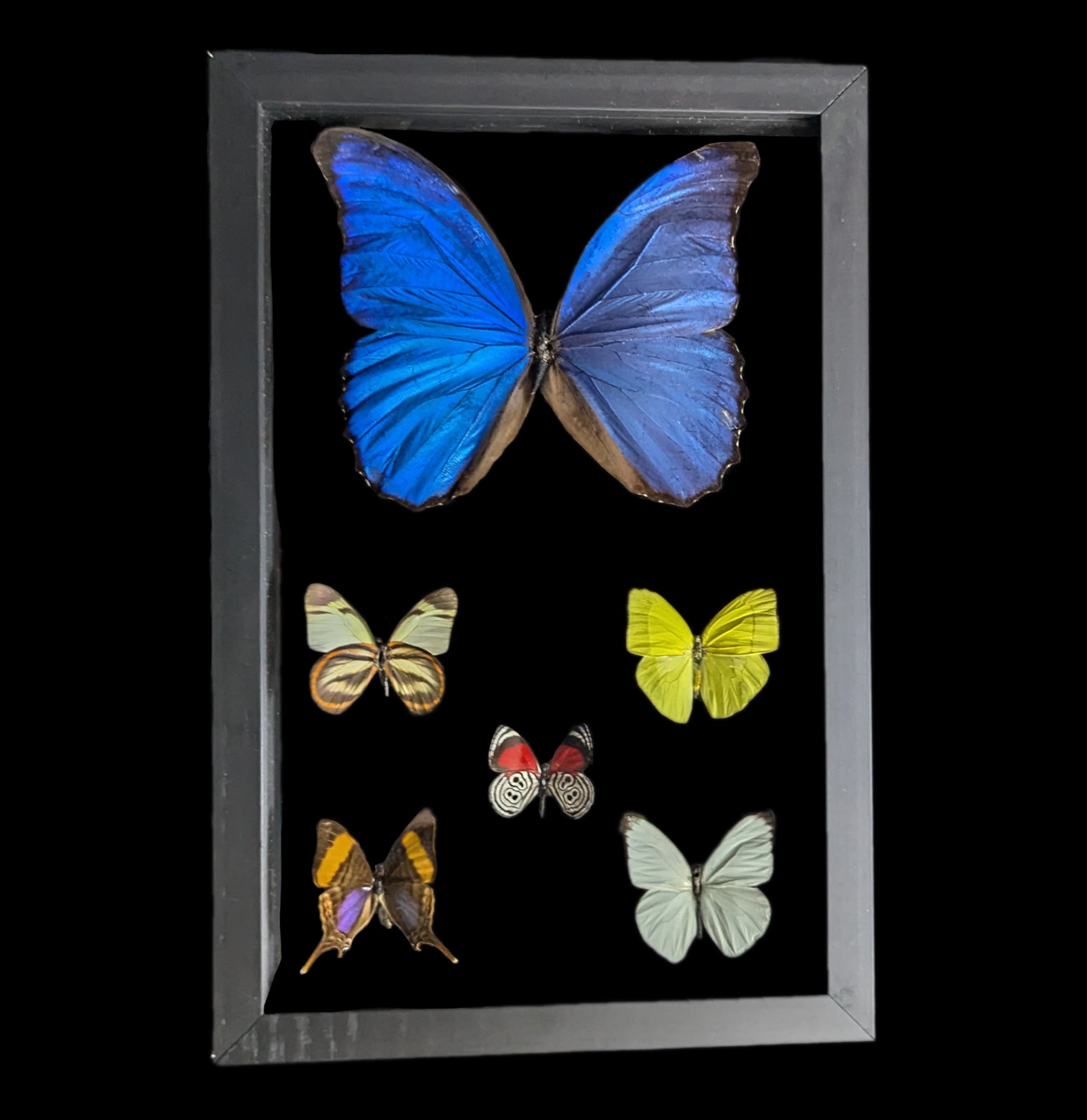 Double Glass Framed Morpho Plus Five Butterflies - Beautiful Butterfly Display for Home Decor, Office & Gift Giving - Perfect for Wall Art, Nature Lovers & Collectors