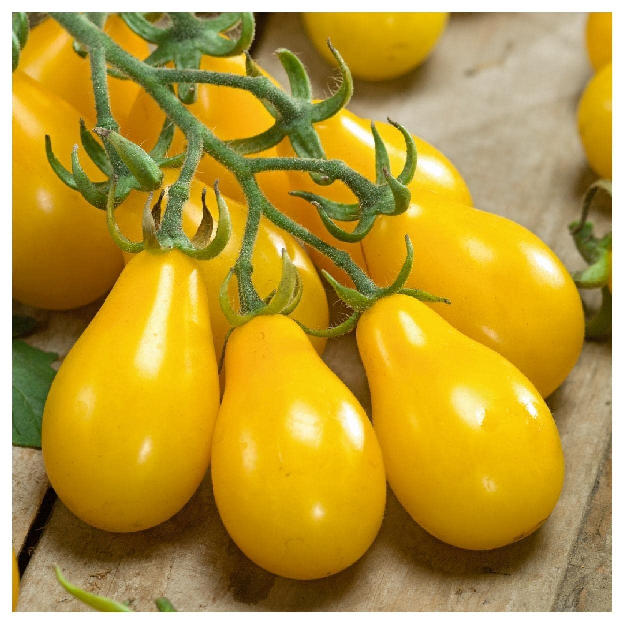 Organic Yellow Pear Tomato Seeds - 1 Oz Non-GMO Heirloom Seeds for Home Garden - Perfect for Salads, Canning & Fresh Eating - Everwilde Farms Gold Vault Packet