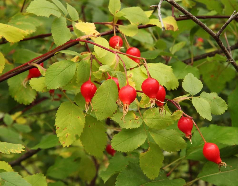 Woods' Rose Seeds for Planting (50 Seeds) - Rosa woodsii - Perennial Flower Seeds for Garden, Landscaping, and DIY Home Decor