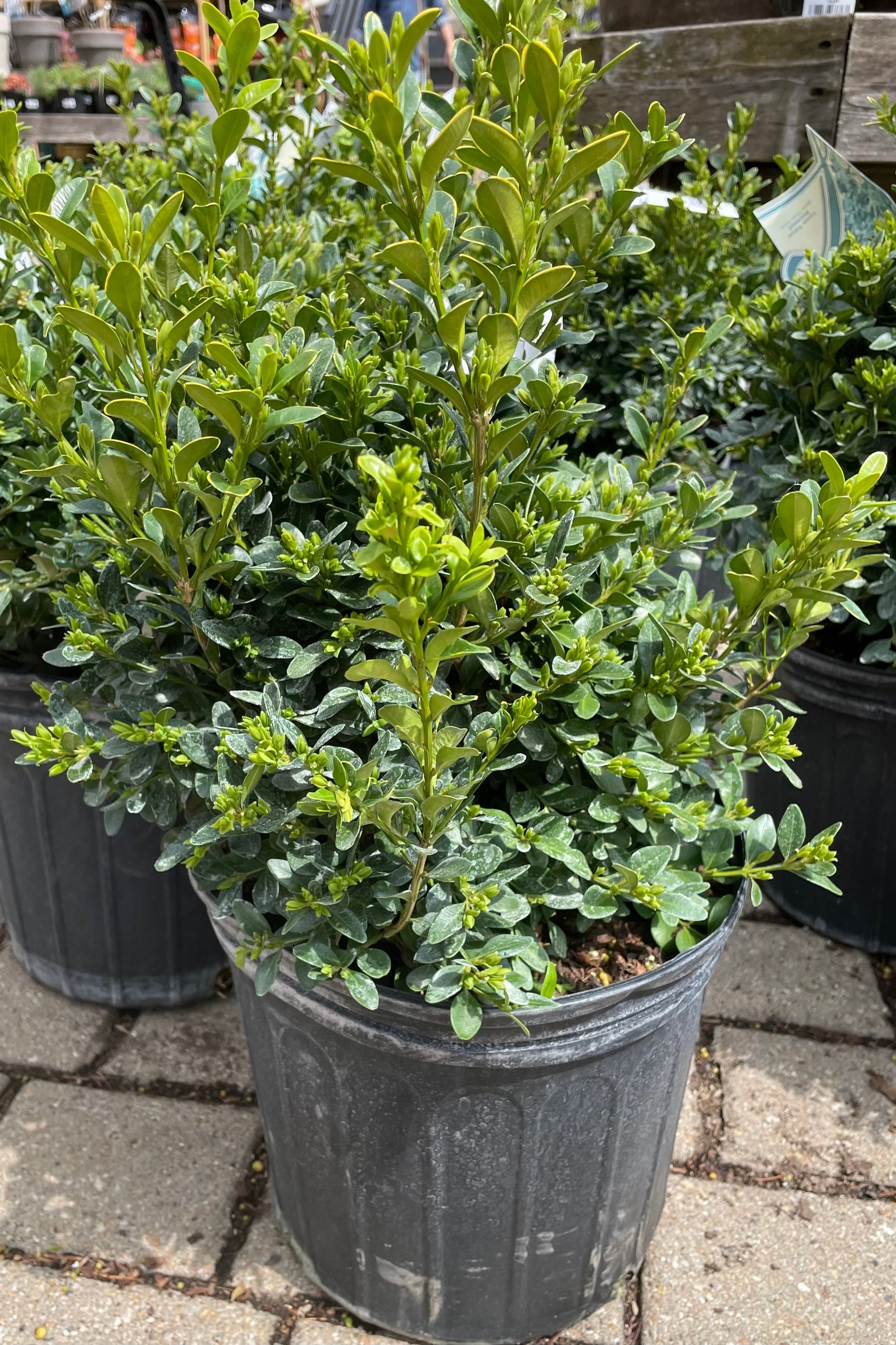 Buxus 'Green Velvet' #3 - Premium Evergreen Shrub for Landscaping, Hedges & Container Gardening | Perfect for Garden Borders, Topiary & Year-Round Greenery