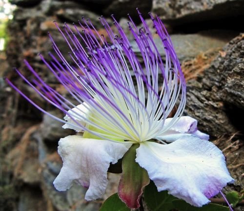 Organic Capparis Spinosa (Caper Bush) Seeds - 20 Count, Non-GMO, USA Grown - Perfect for Home Gardening, Cooking, and Mediterranean Cuisine
