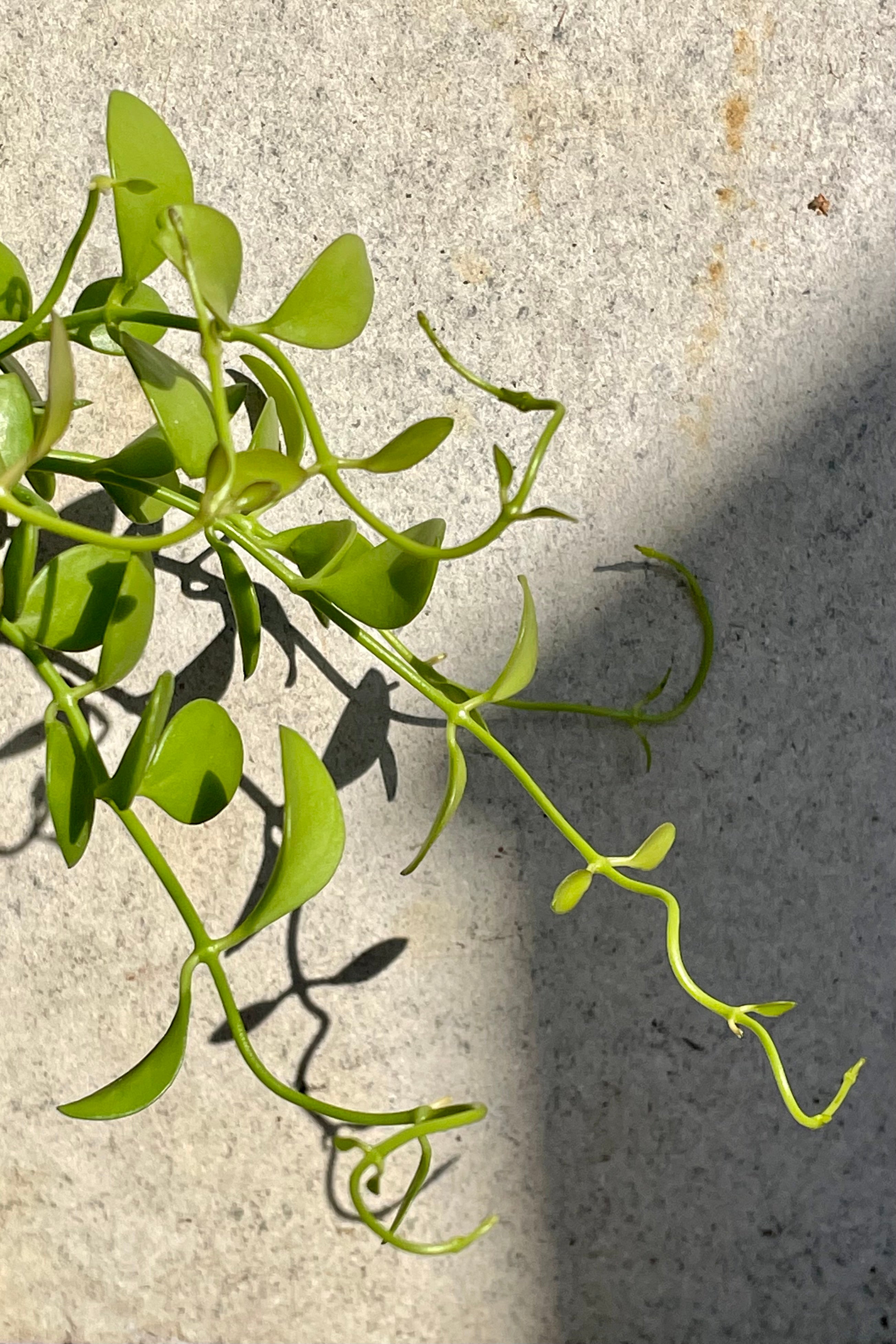 Dischidia 'Cascade' 4 Inch Hanging Succulent Plant - Easy Care Indoor Houseplant for Home Decor, Office, and Gift Giving