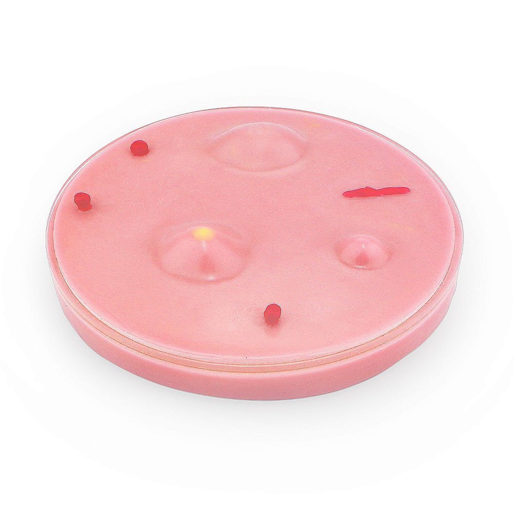 Dissection Disc Training Simulator - Medical Practice Tool for Anatomy Students & Professionals | Perfect for Classroom Labs & Surgical Skill Development