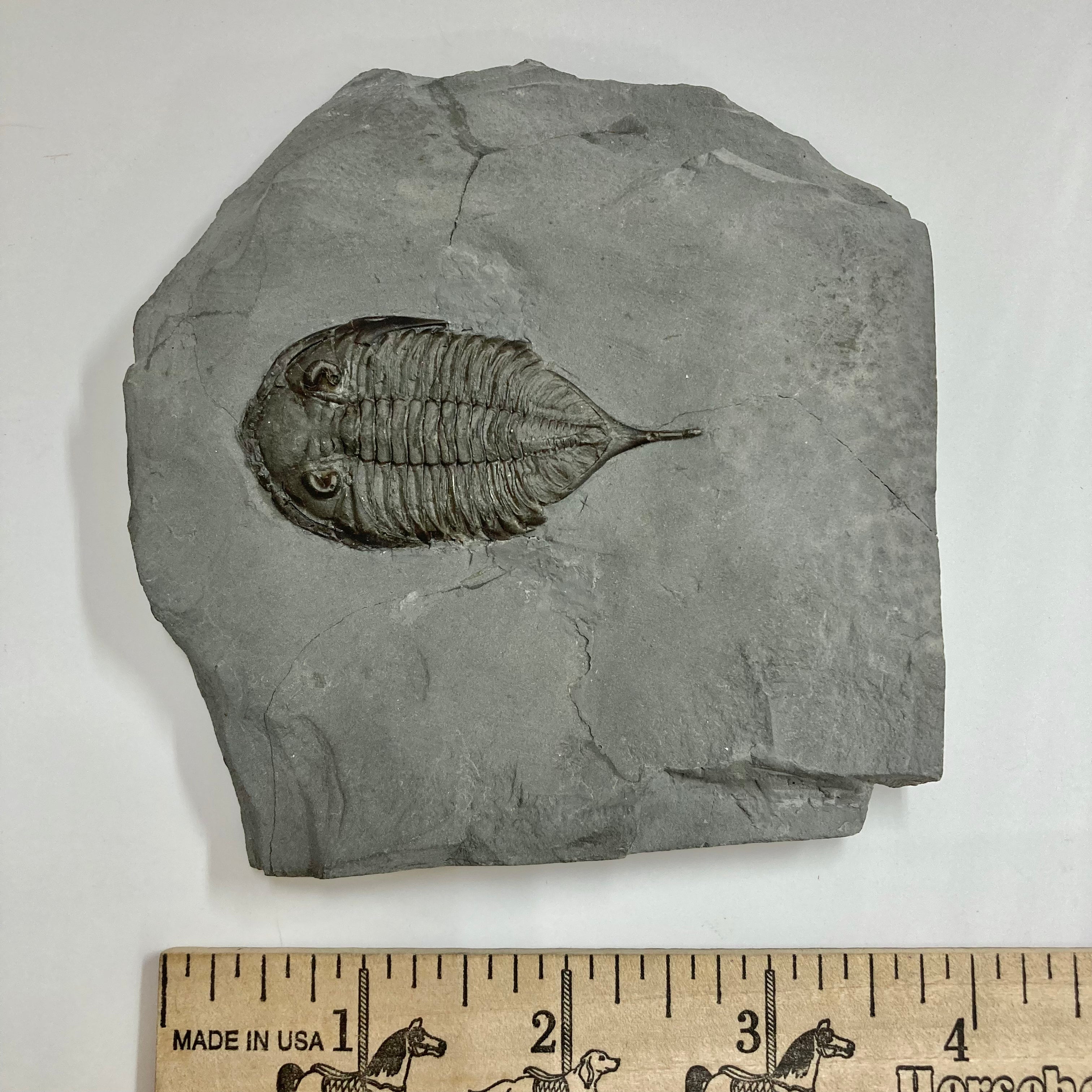 Authentic Dalmanites Limulurus Trilobite Fossil - Rare Paleozoic Era Specimen for Collectors & Science Enthusiasts | Perfect for Home Decor, Education & Gift Giving
