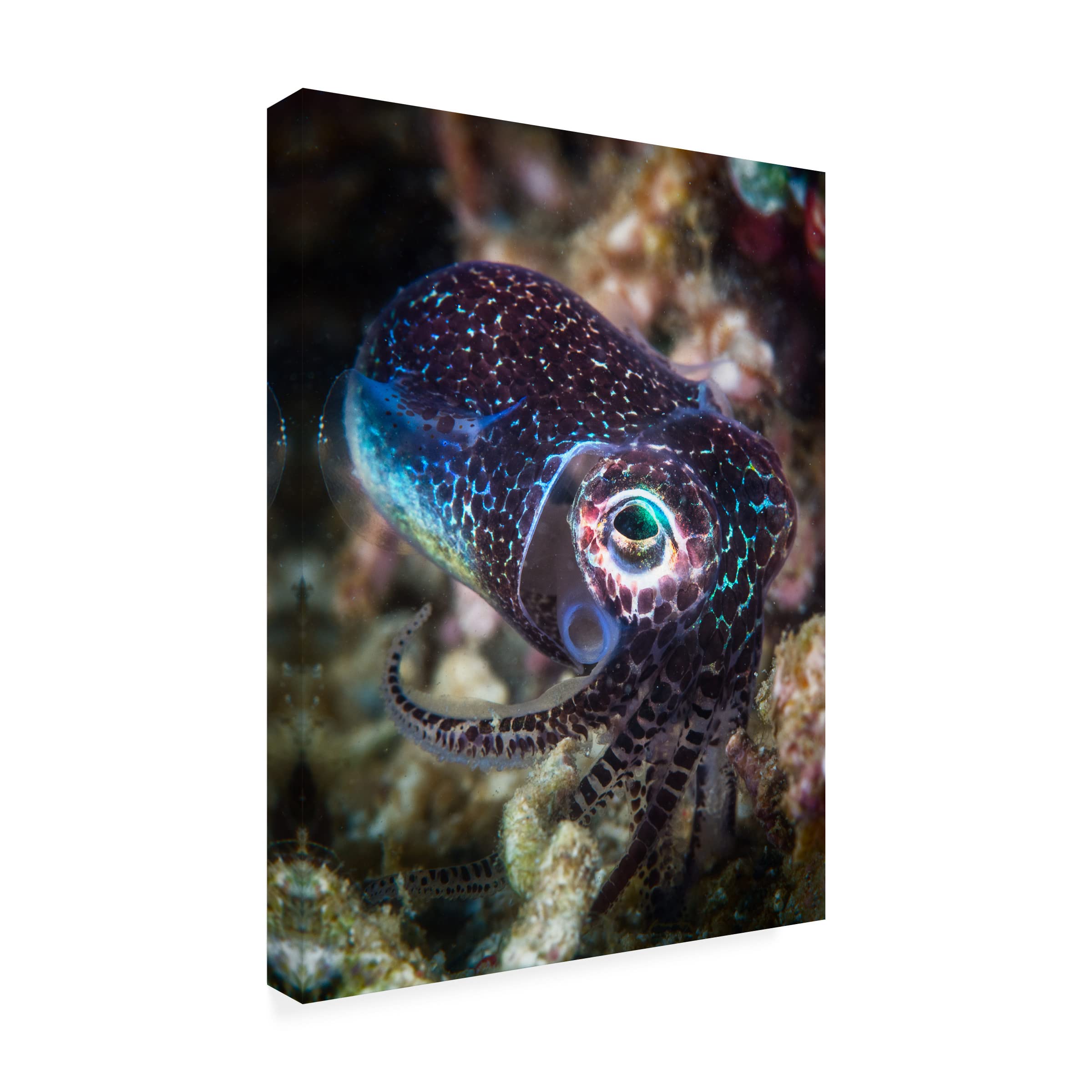 Trademark Fine Art 'Baby Cuttlefish' Canvas Wall Art Print by Barathieu Gabriel - Modern Ocean Themed Decor for Living Room, Nursery & Bedroom