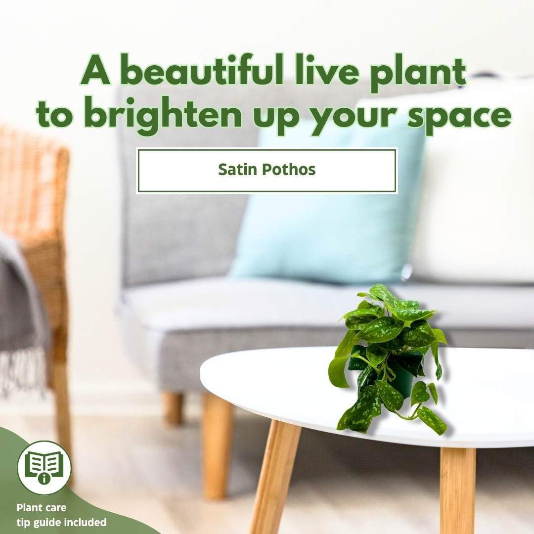 BubbleBlooms 4 Inch Satin Pothos Plant - Silver Vine, Silk Pothos, Silver Philodendron - Perfect for Home Decor, Office Plants & Indoor Gardening