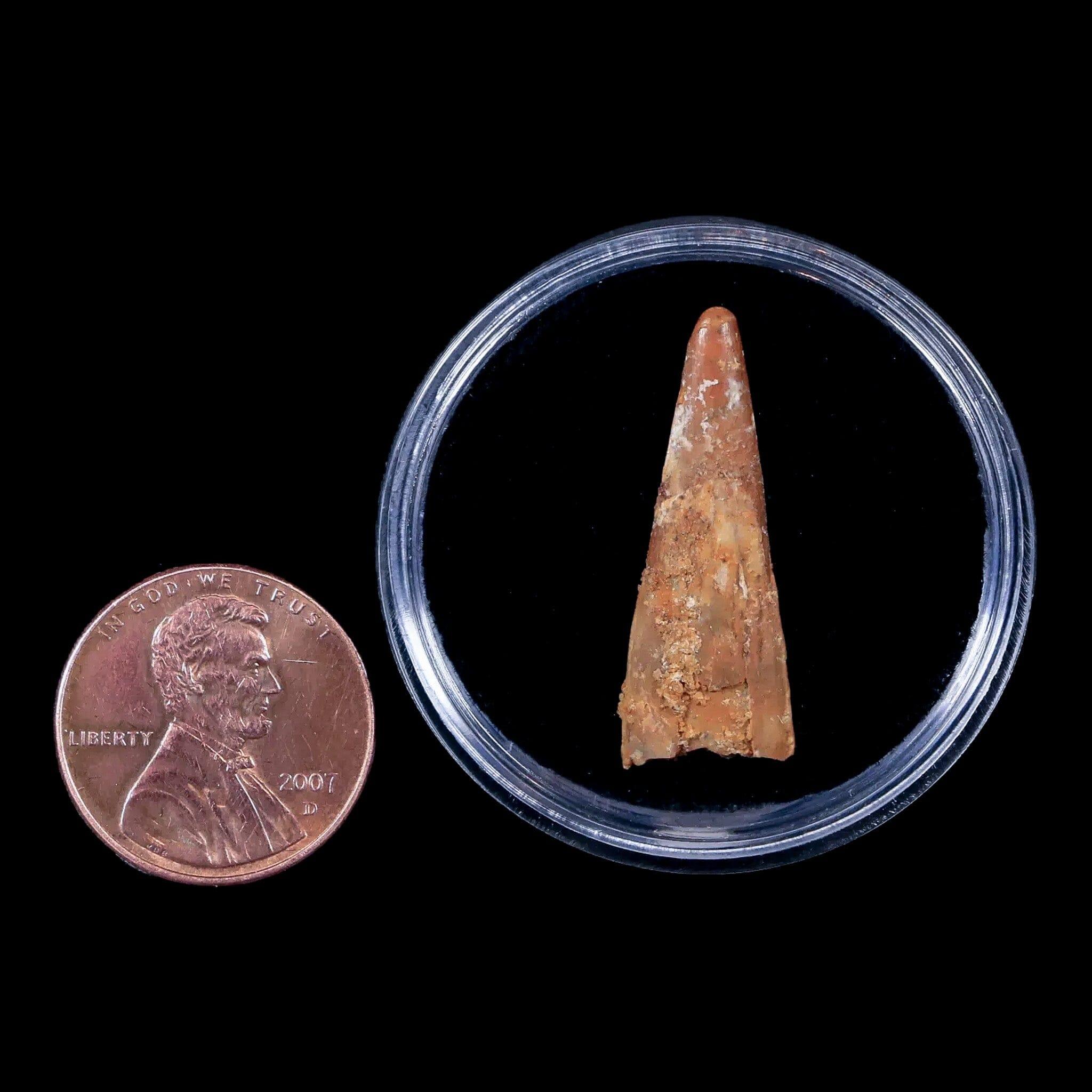 Authentic Pterosaur Coloborhynchus Fossil Tooth - Upper Cretaceous Era - Morocco Origin - Includes COA & Display Case - Perfect for Paleontology Collectors & Dinosaur Enthusiasts