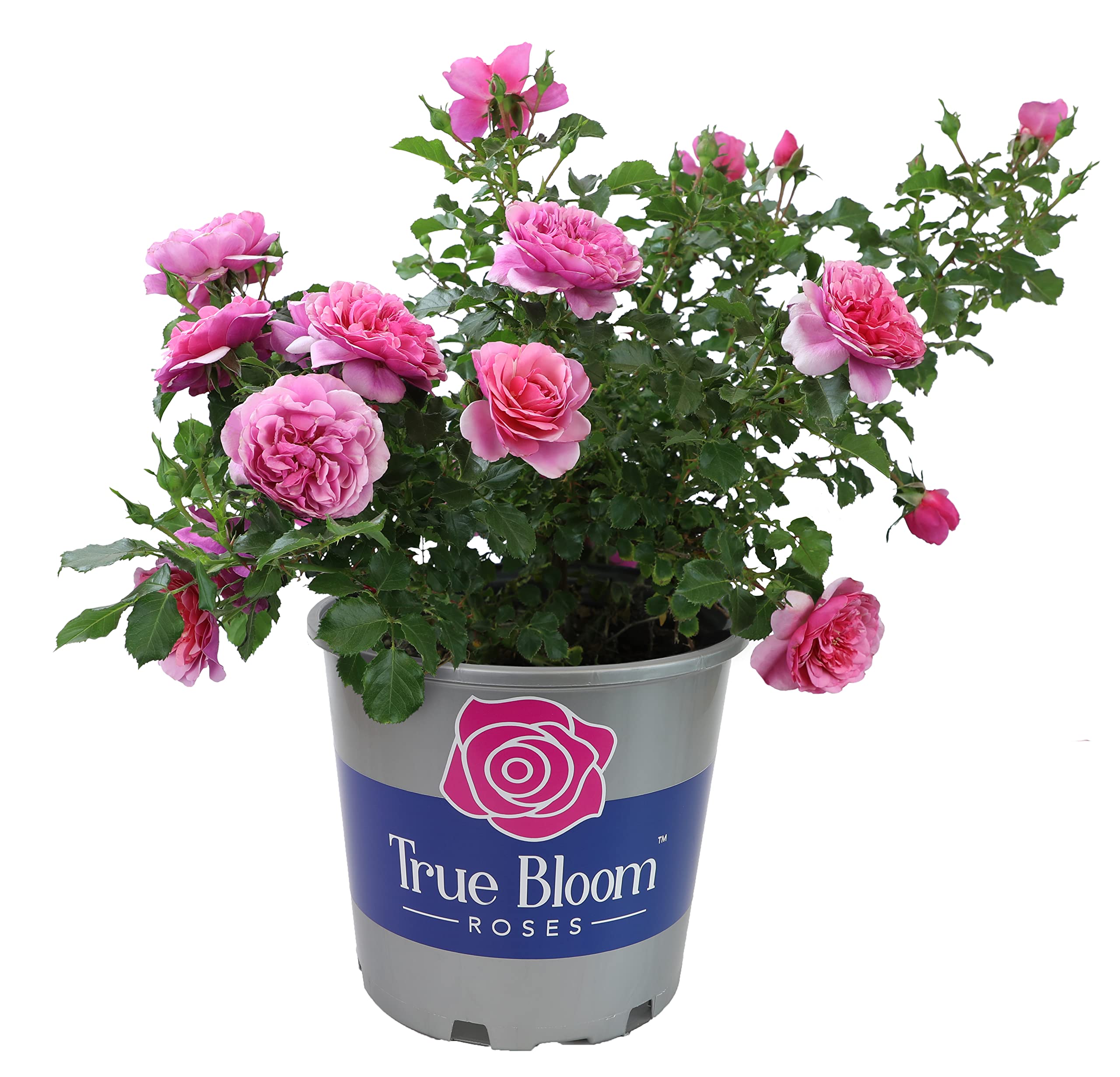 Fresh Pink Roses for Delivery Prime | Live Rose Bush Plants for Indoor & Outdoor | Potted Rose Plant Gift for Plant Lovers | Fresh Flowers for Home Decor, Weddings & Special Occasions
