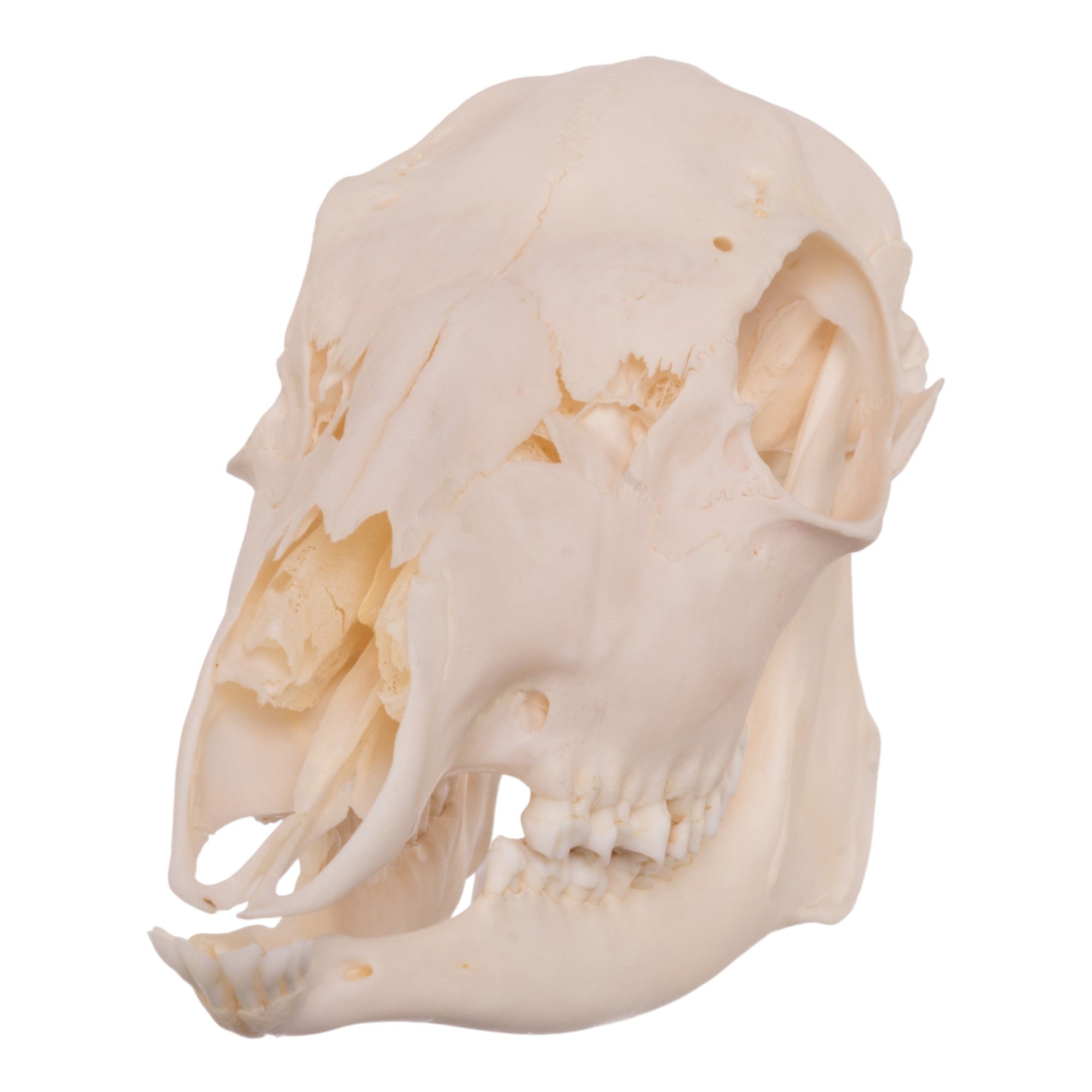 Real Roe Deer Skull Female - Taxidermy Decor, Gothic Home Decor, Hunting Trophy, Cabin Wall Art - Perfect for Hunting Lodges, Gothic Interiors & Cabin Decor