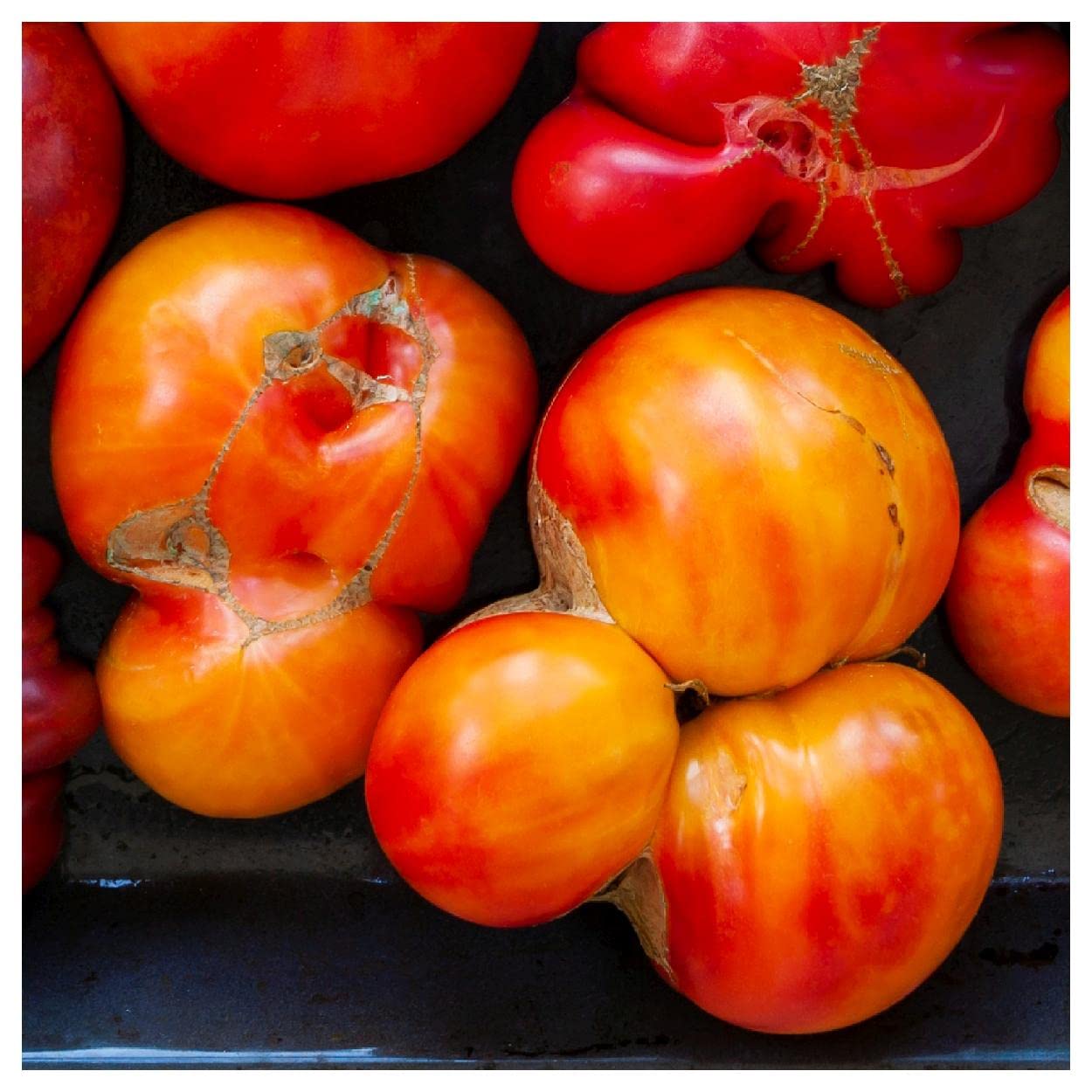 Organic Old German Heirloom Tomato Seeds - 1 Oz Non-GMO Gold Vault Packet by Everwilde Farms - Perfect for Home Gardening, Canning & Fresh Eating