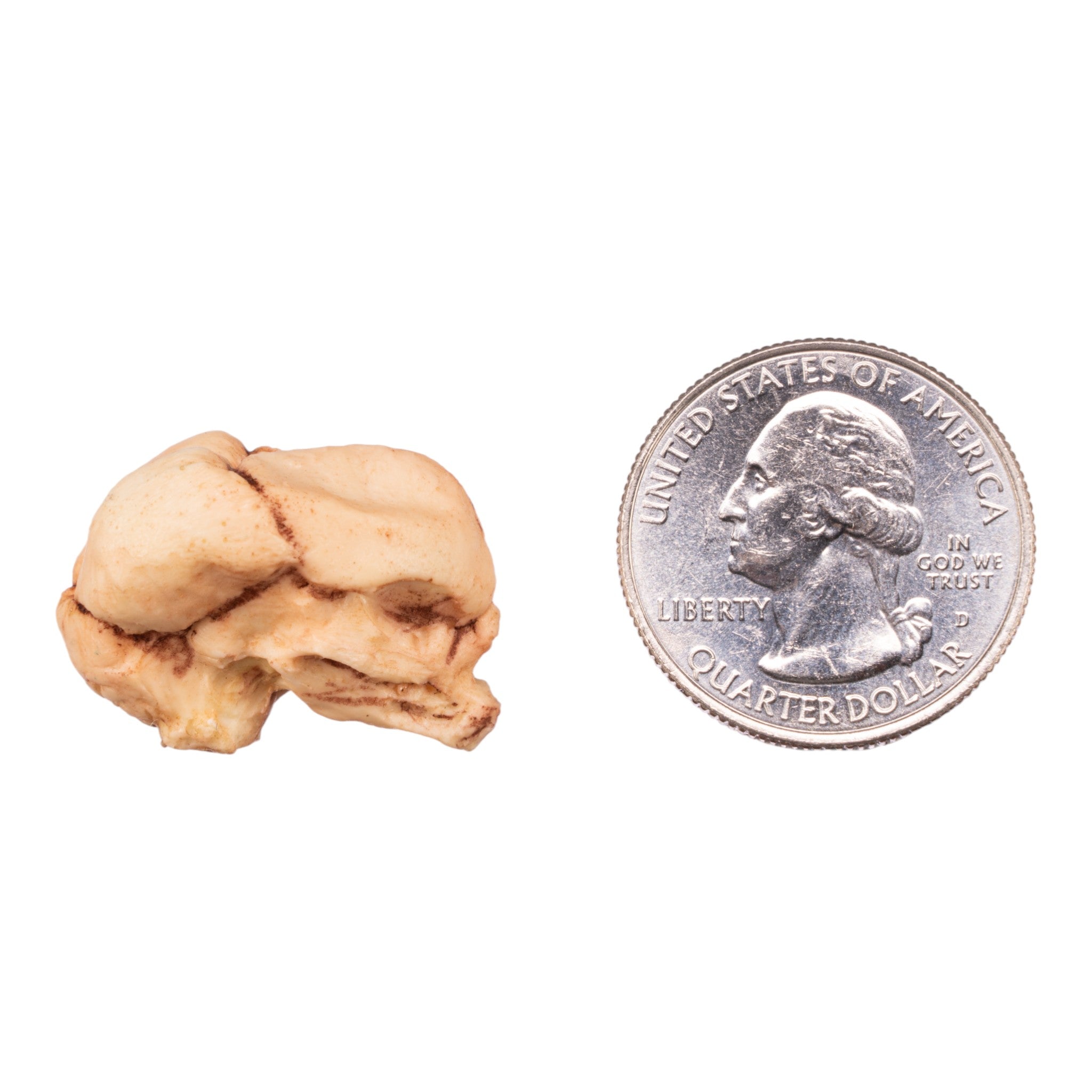 Authentic Replica Human Fetal Skull Model - 13 Weeks Gestation for Medical Education & Anatomy Study | Perfect for Classroom, Lab & Research Use