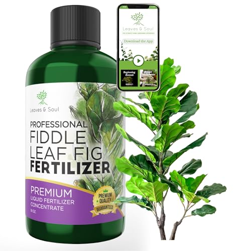 Fiddle Leaf Fig