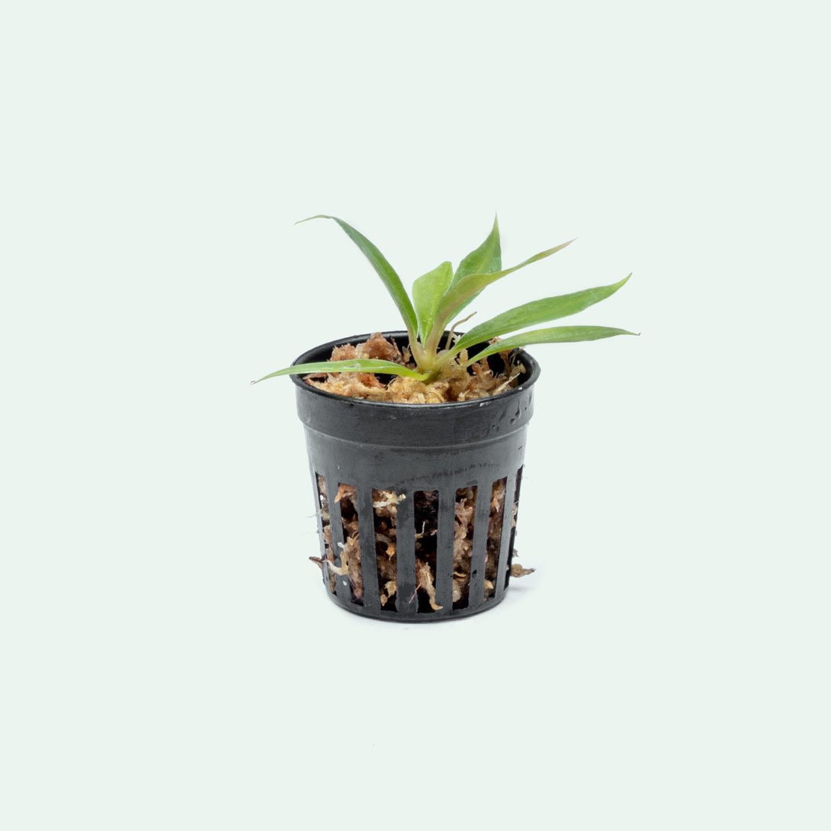 Philodendron Tortum Bare Root Plant - Rare Tropical Houseplant for Indoor Gardens & Home Decor