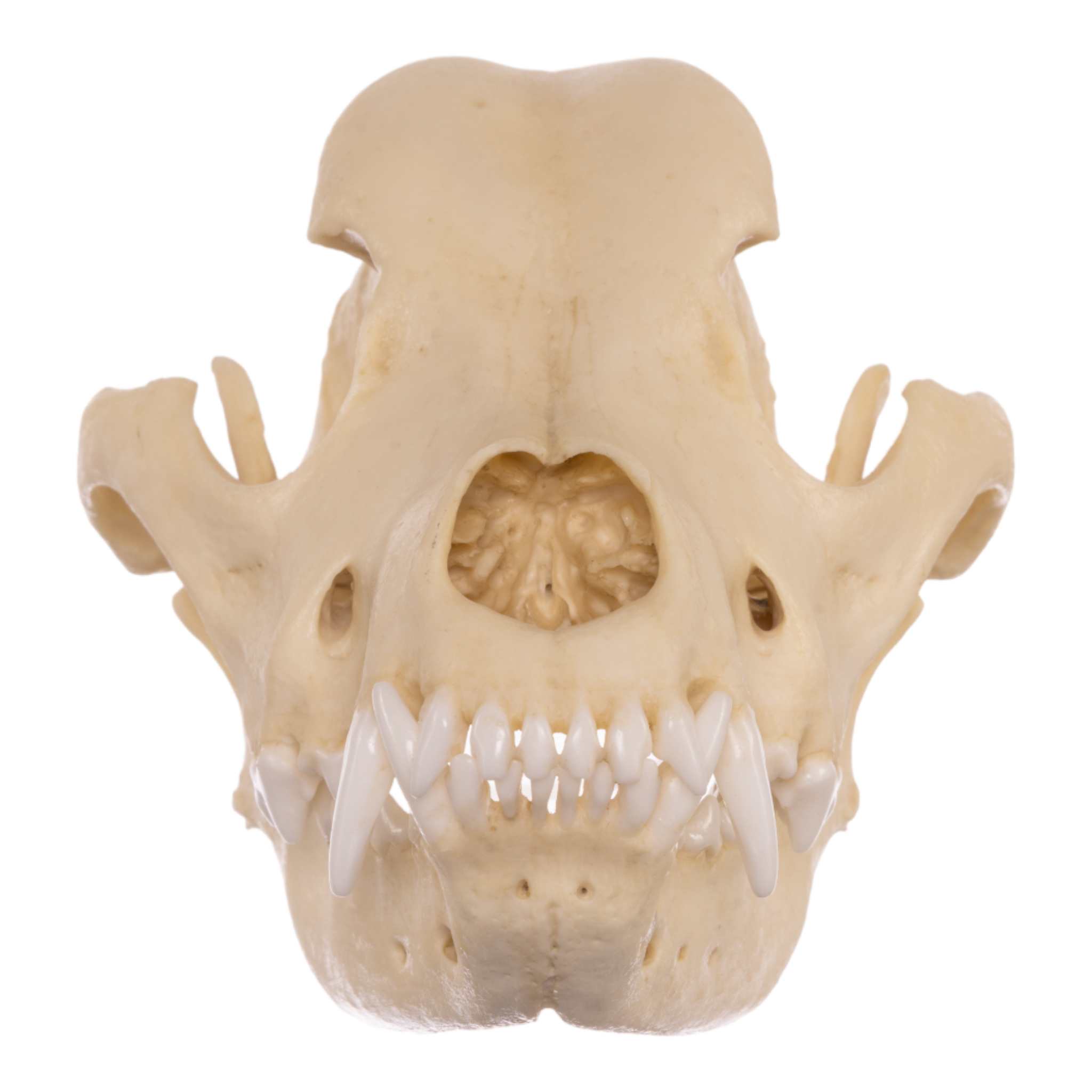Authentic Replica Rottweiler Dog Skull - Realistic Canine Anatomy Model for Veterinary Study, Halloween Decor, and Horror Movie Props