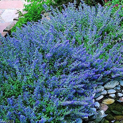 Blue Wonder Catmint Seeds (Nepeta Mussinii) - 100 Compact Heat Tolerant Perennial Flower Seeds for Garden Landscaping & Pollinator Gardens