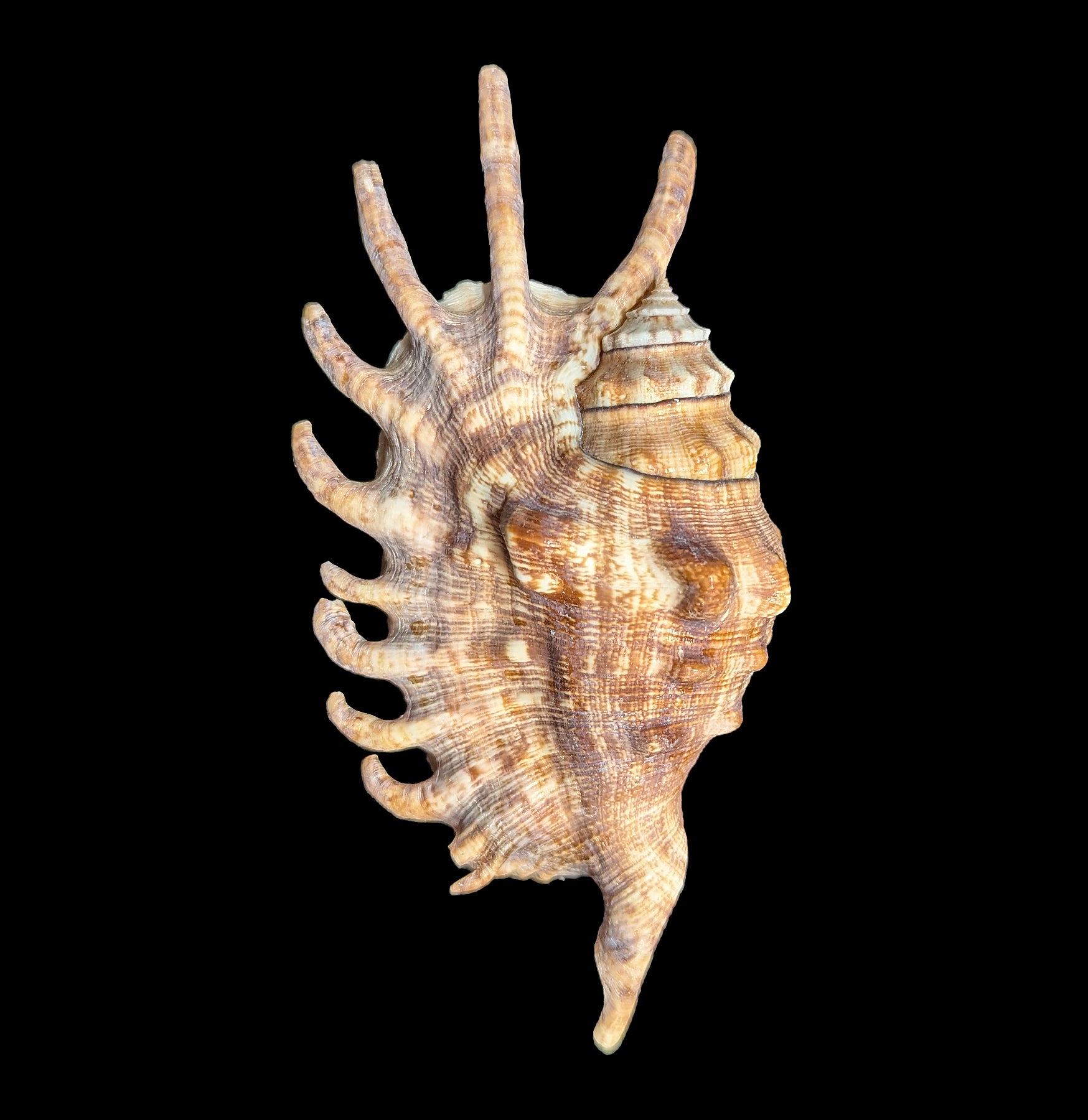 Millipede Spider Shell - Realistic Insect Exoskeleton Specimen for Science Education & Nature Collections | Perfect for Halloween Decor, Biology Classrooms & Entomology Displays