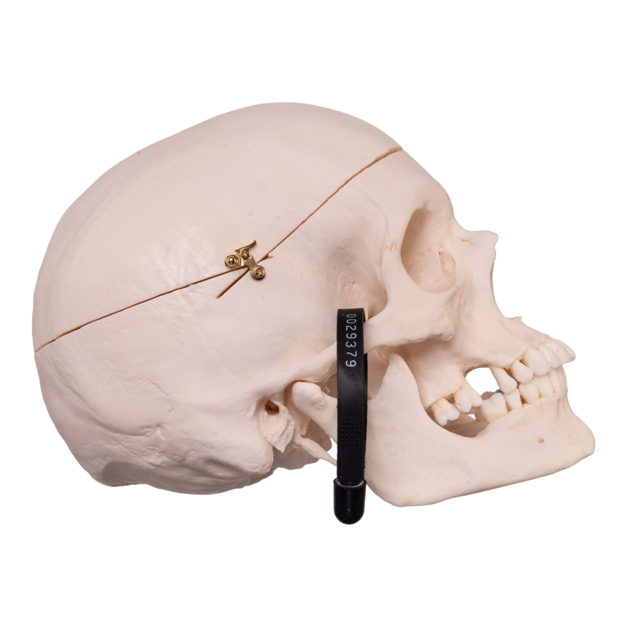 Premium Anatomical Human Skull Model - Medical Research, Student Study & Halloween Decor - Realistic Detailed Replica for Doctors, Teachers & Collectors