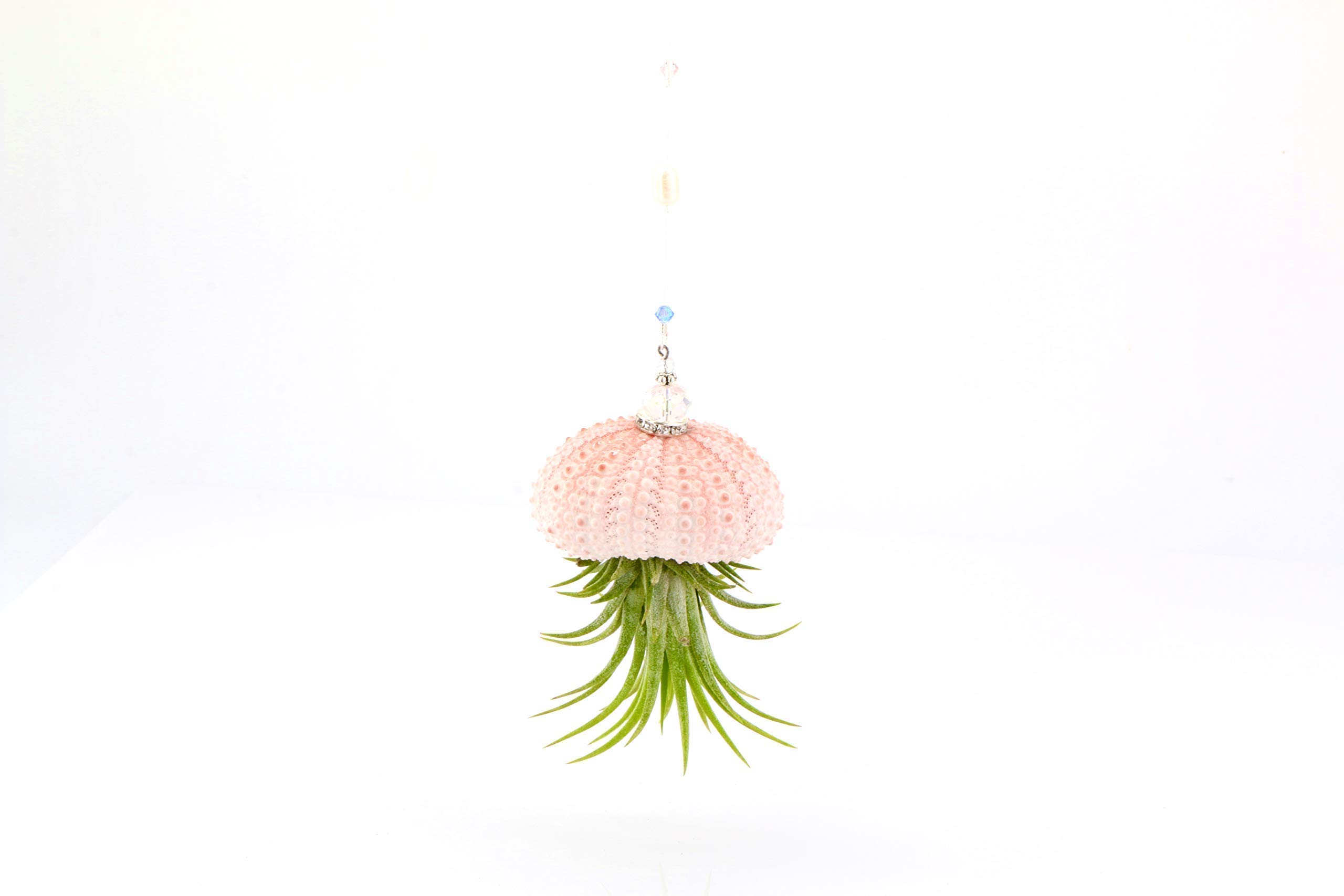 Handmade Single Hanging Jellyfish Air Plant in Sea Urchin Shell with Swarovski Crystals & Freshwater Pearls - Boho Home Décor, Live House Plant for Indoor, Outdoor, Terrarium, or Gift (Perfect for Beach-Themed Rooms, Wedding Centerpieces, and Zen Meditation Spaces)