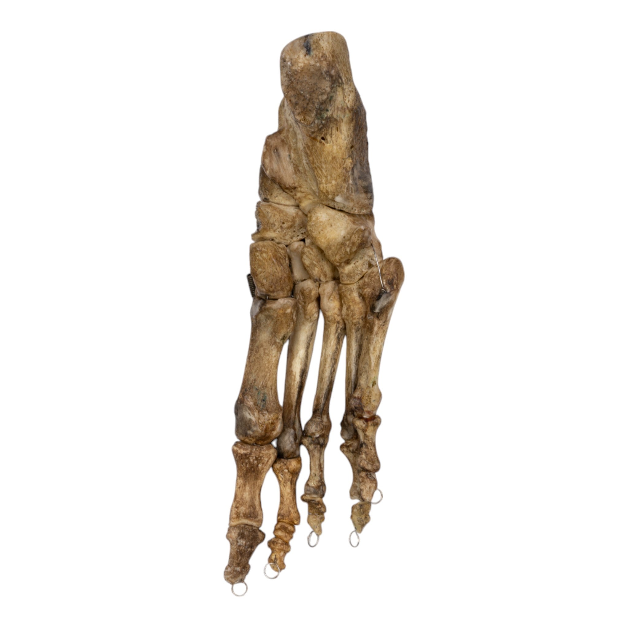 Realistic Human Foot Model - Articulated & Antique Style for Medical Study, Art Reference, and Halloween Decor