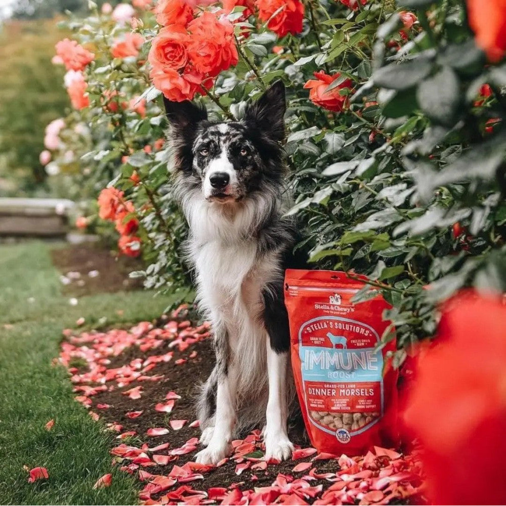 Premium Freeze-Dried Grass-Fed Lamb Dog Food for Immune Support - Grain-Free, All-Natural Dinner Morsels for Small & Large Dogs - Perfect for Training Treats, Meal Toppers, and Outdoor Adventures