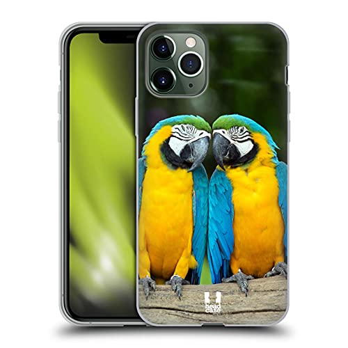 Colourful Macaw Parrot Couple