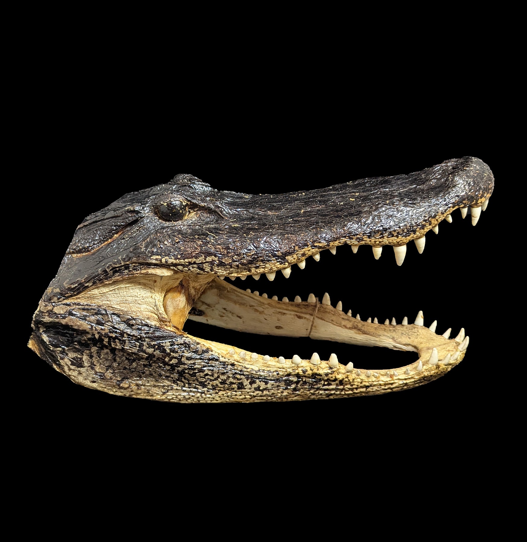 Authentic Taxidermy Alligator Head Specimen - Realistic Reptile Display for Home Decor, Hunting Lodge, or Educational Use