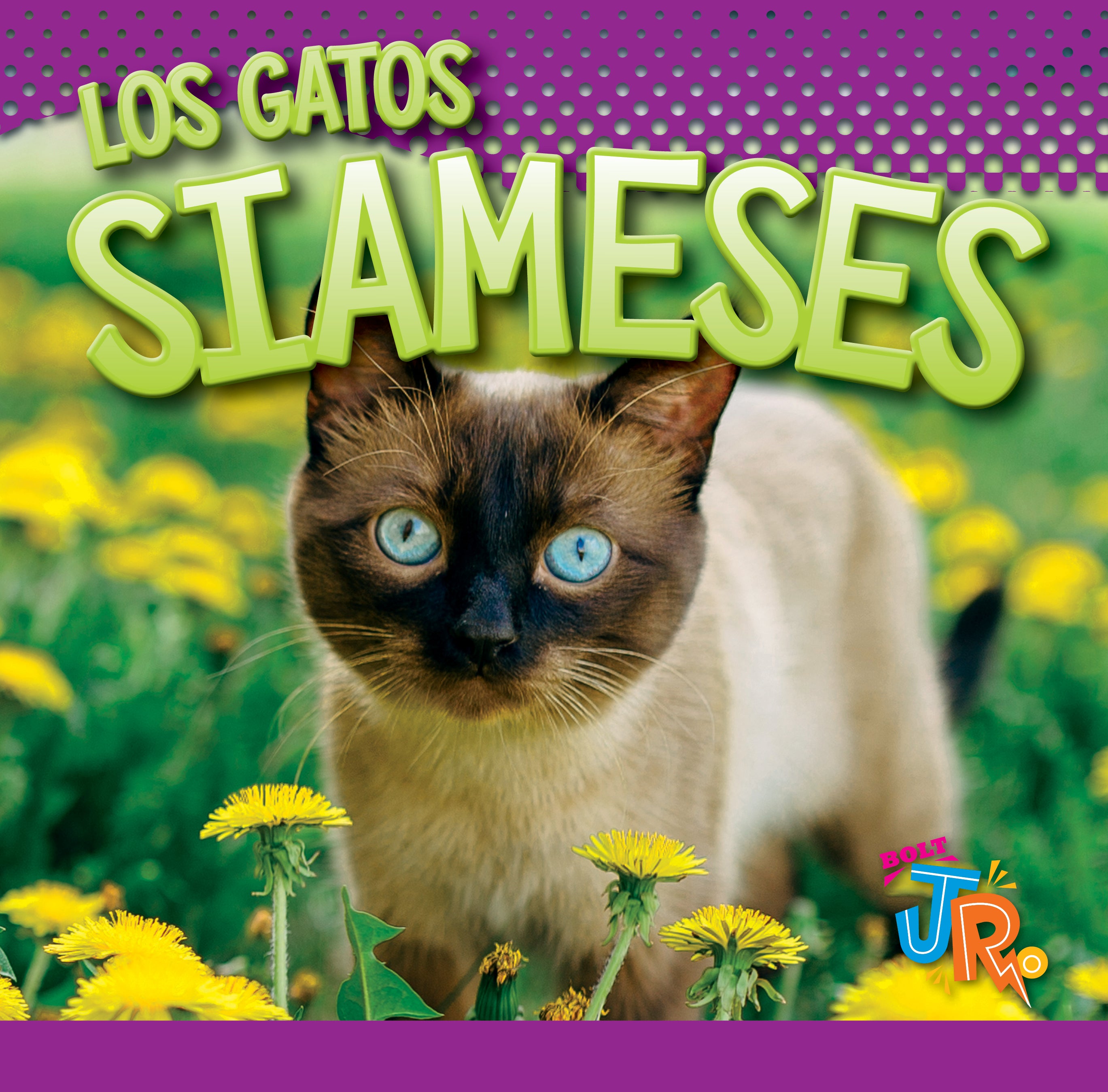 Siamese Cats for Sale - Beautiful & Playful Siamese Kittens | Perfect for Families & Pet Lovers | Home Companionship & Therapy Pets