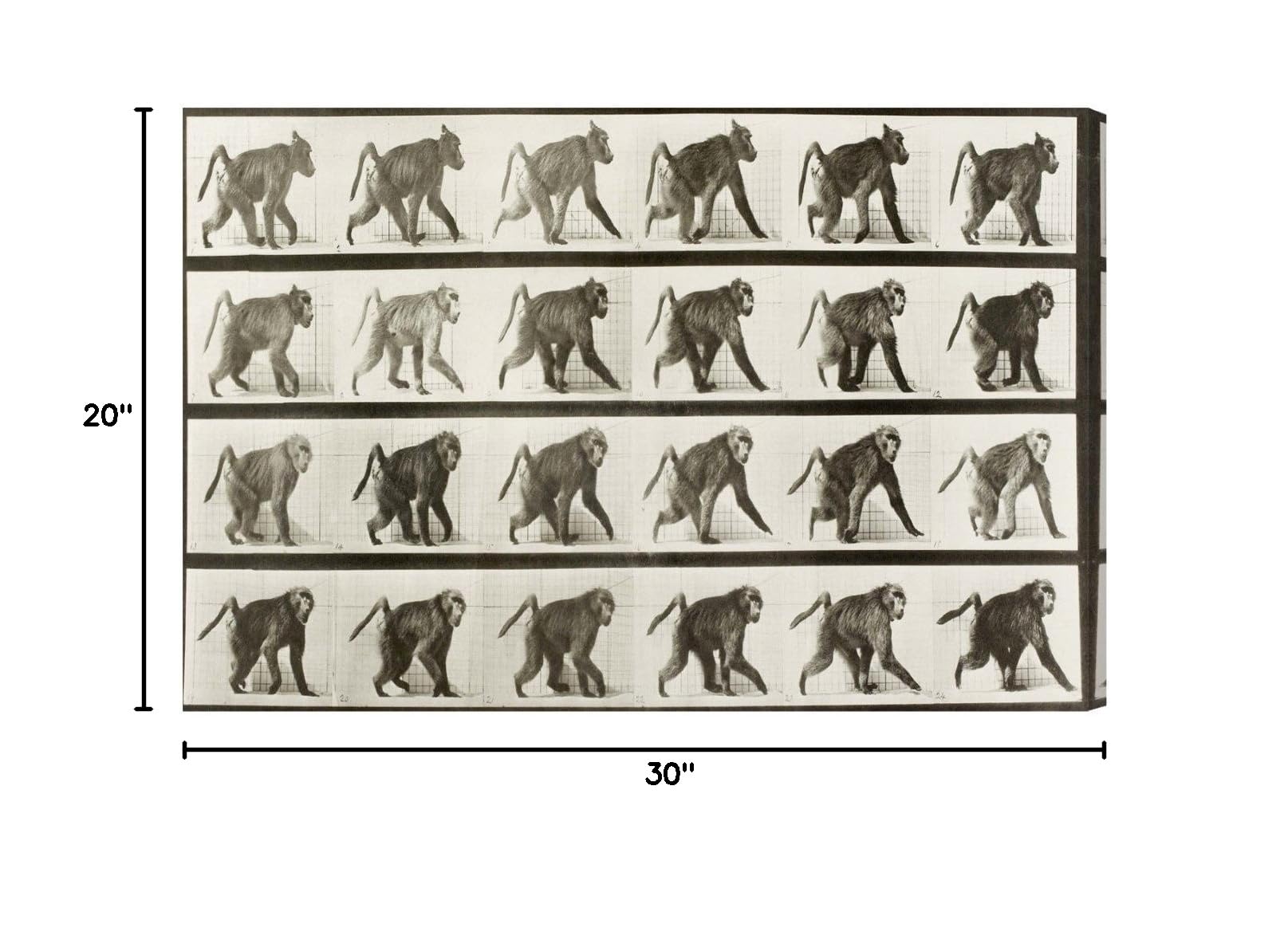 Oliver Gal Artist Co. 'Baboon in Motion' Animal Wall Art Canvas Print - 30x20 Inches Bronze & White Modern Home Decor | Perfect for Living Room, Bedroom or Office Wall Art